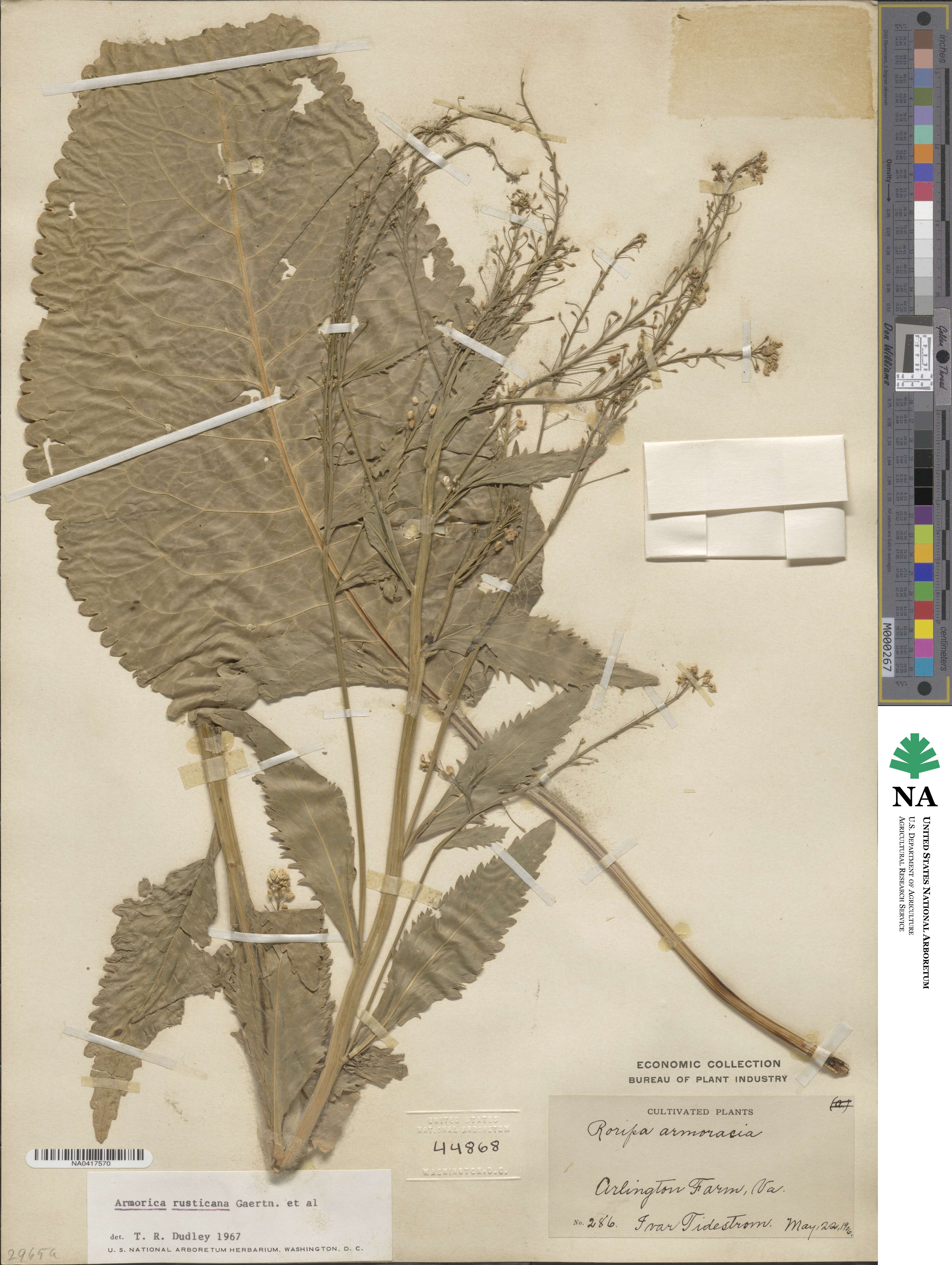Armoracia rusticana image