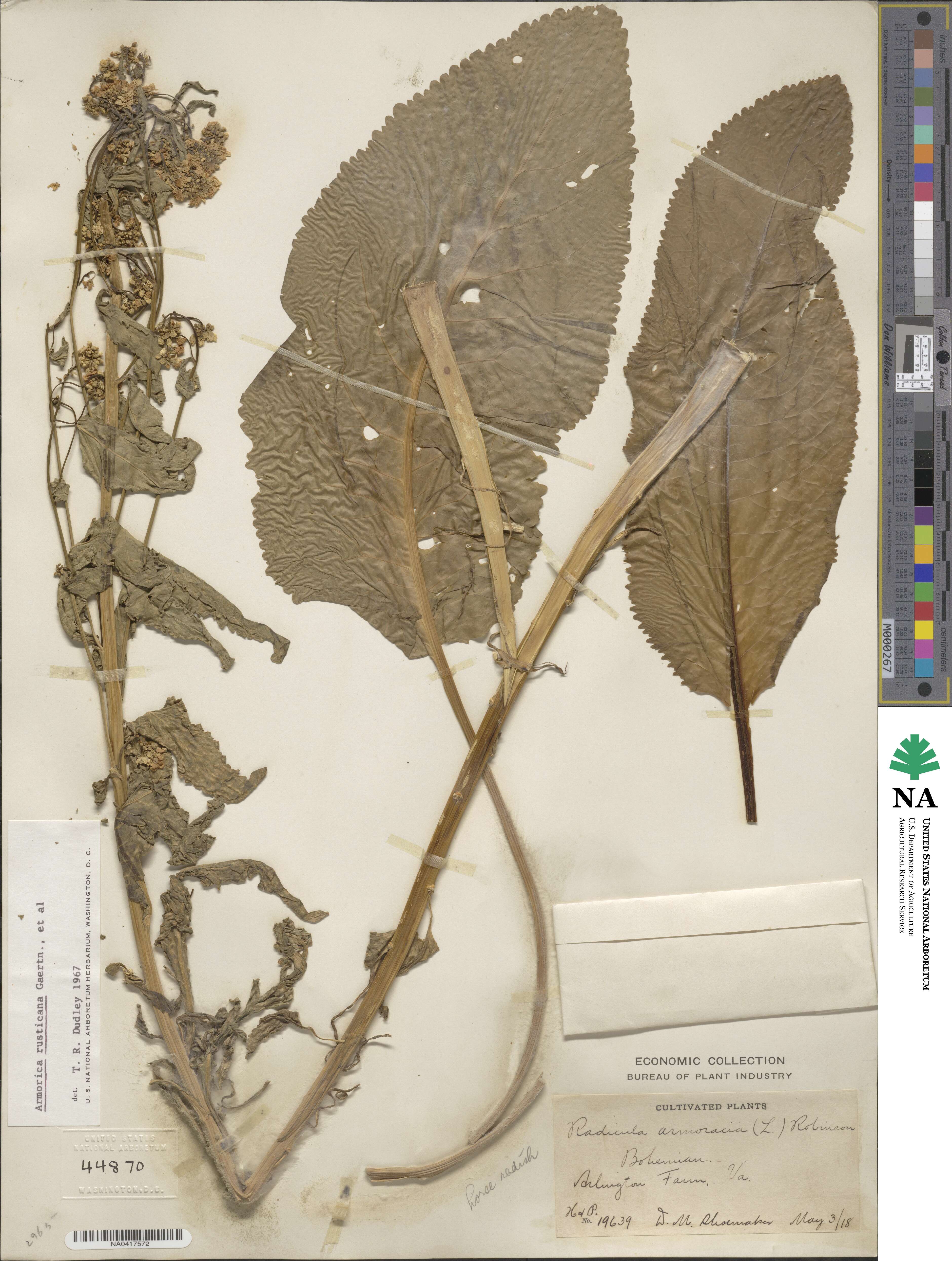 Armoracia rusticana image
