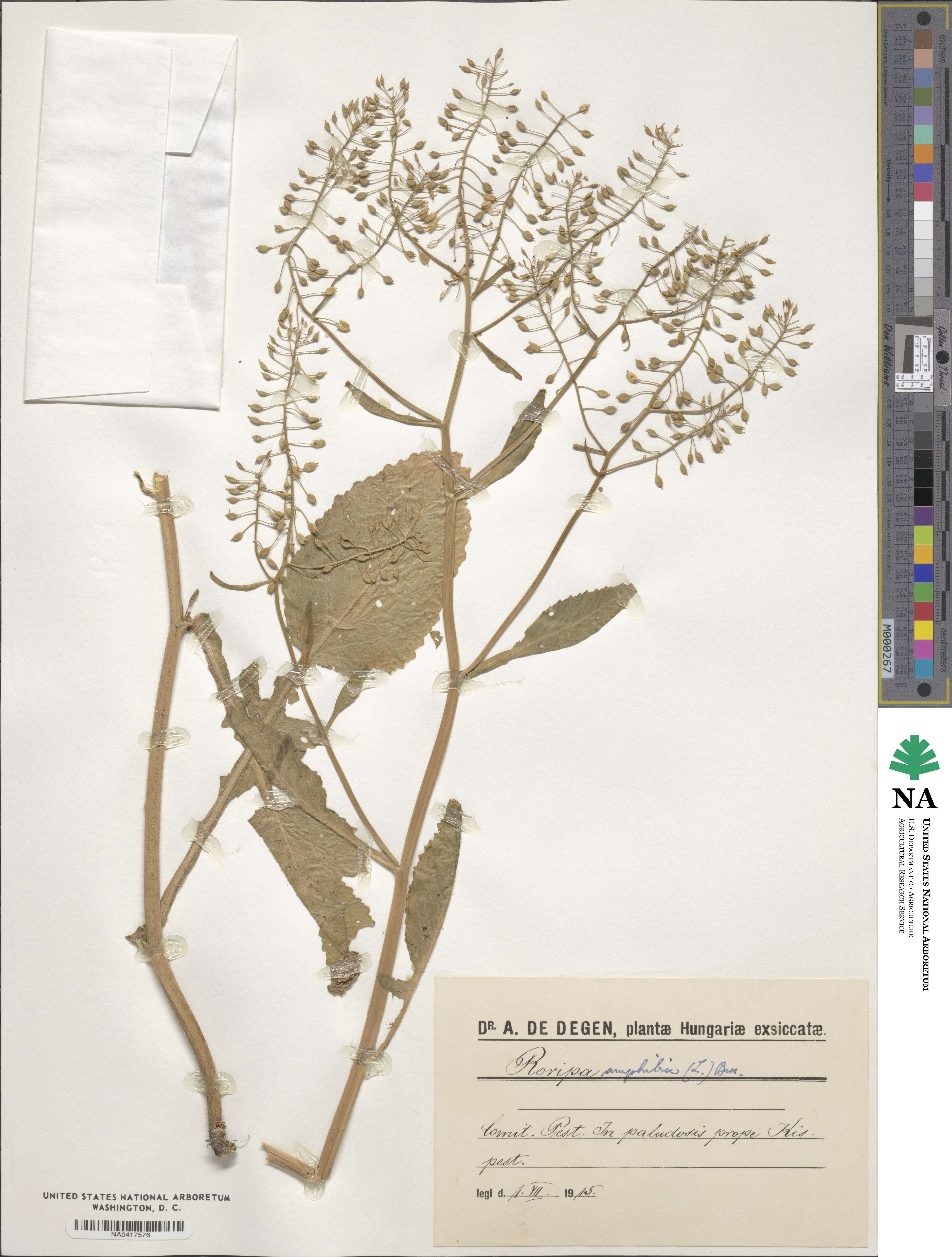 Rorippa amphibia image