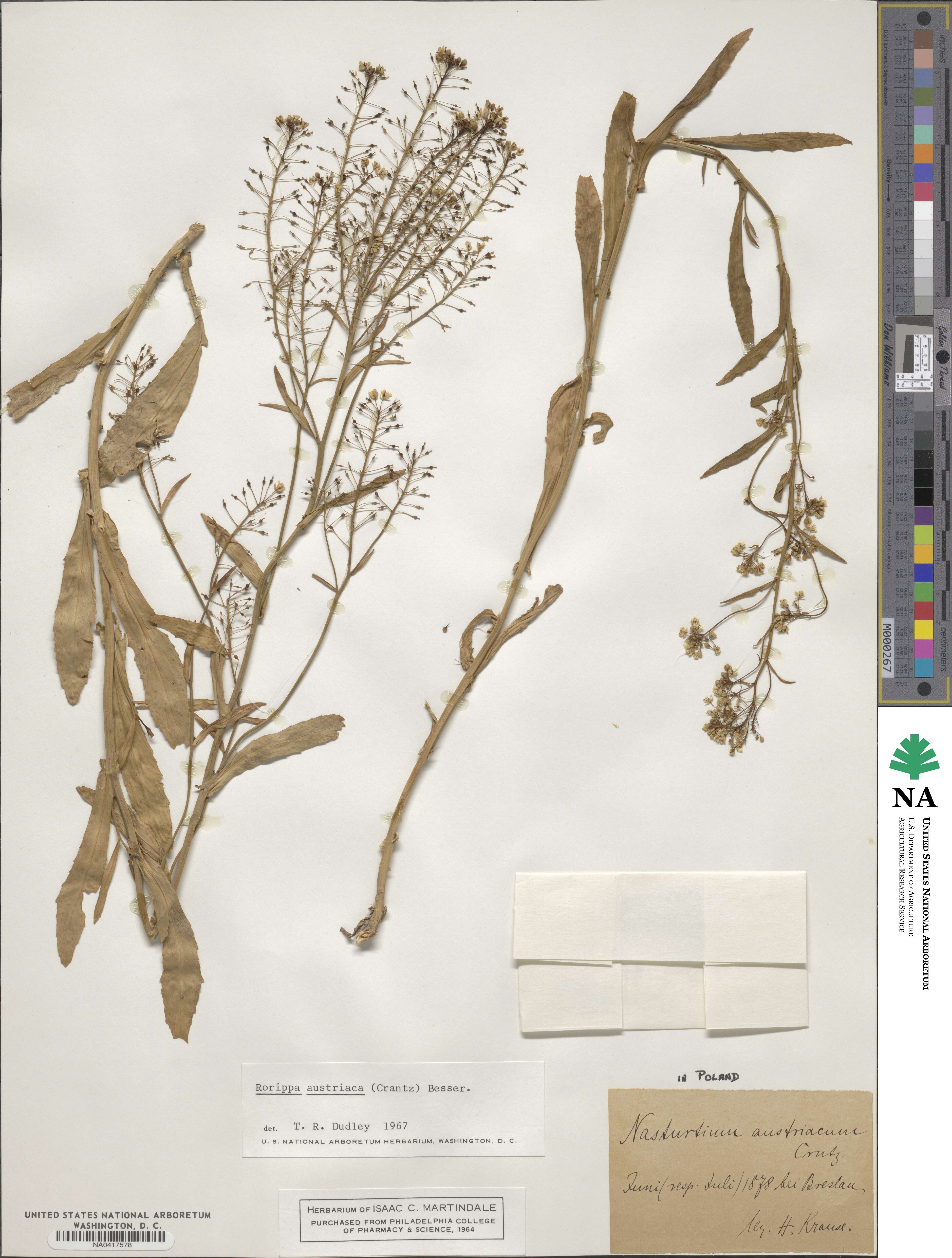 Rorippa austriaca image