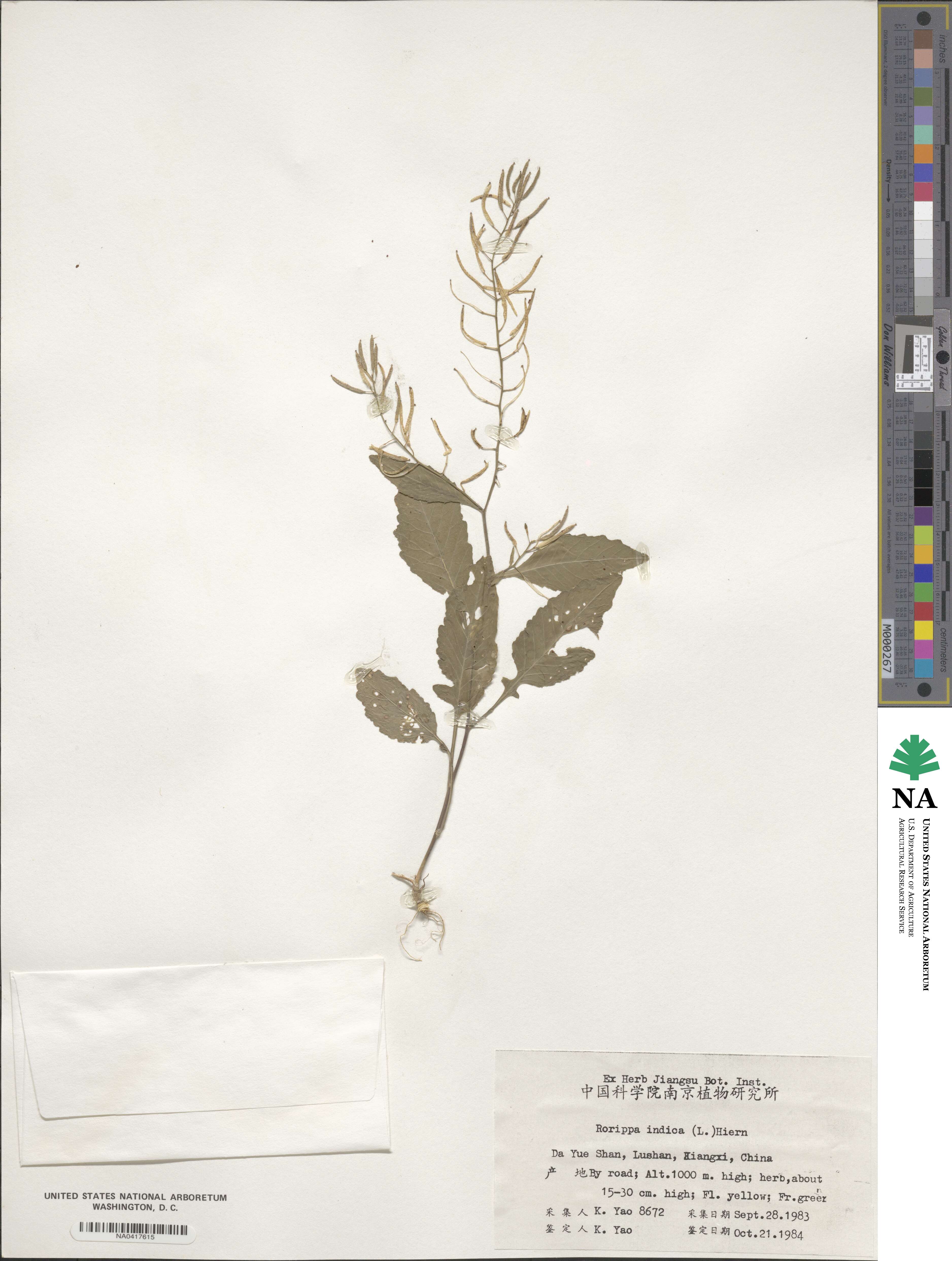 Rorippa indica image