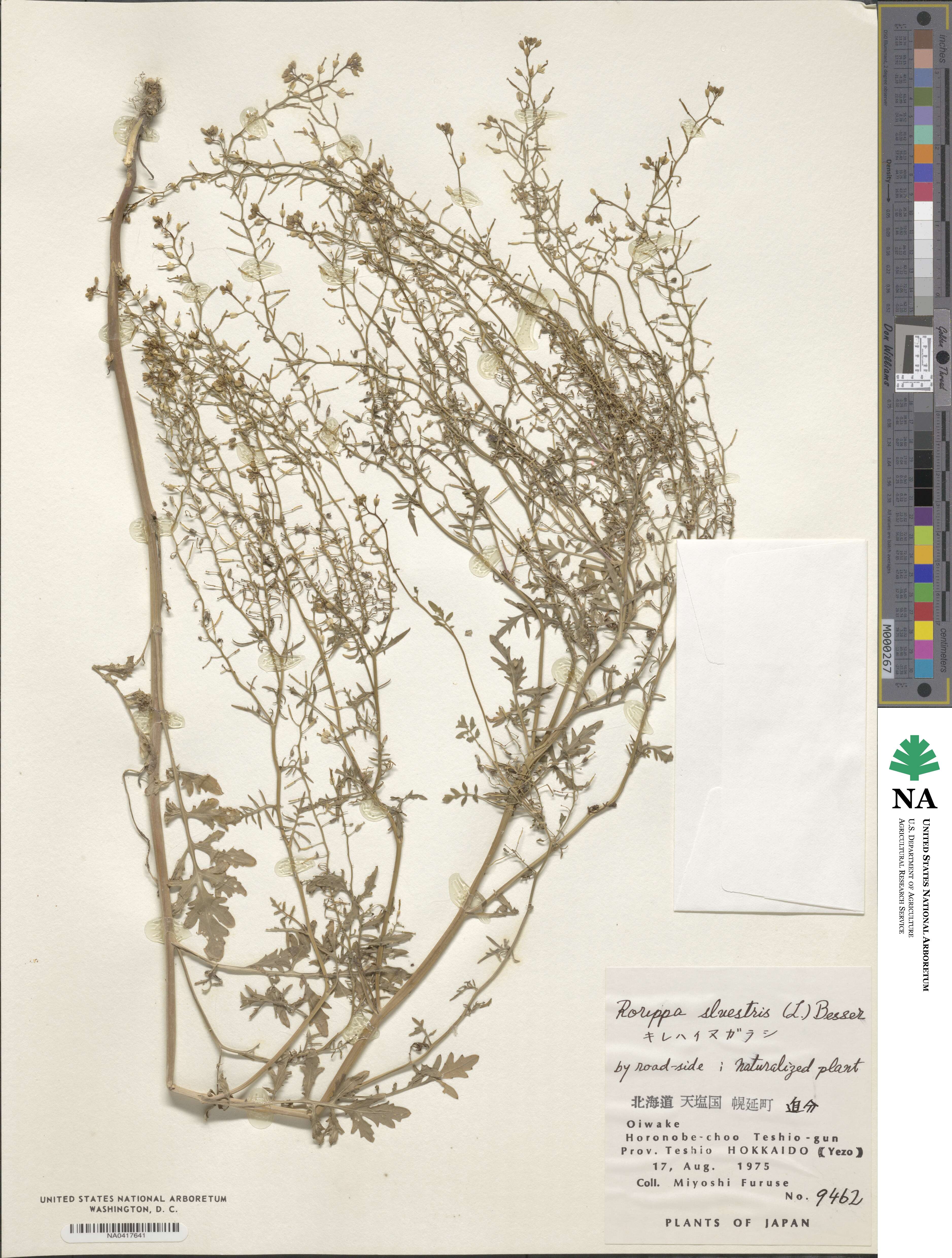 Rorippa sylvestris image