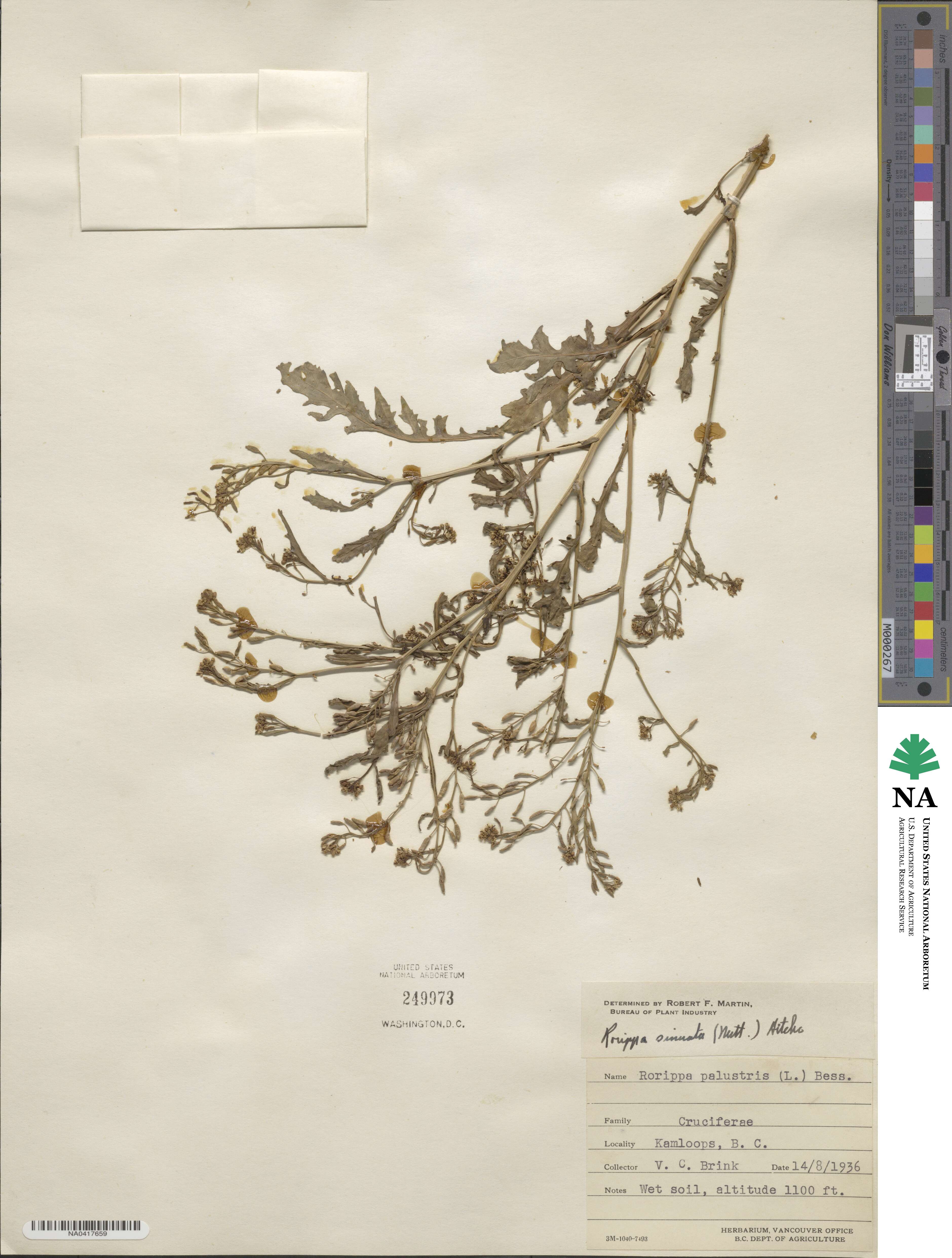 Rorippa sinuata image