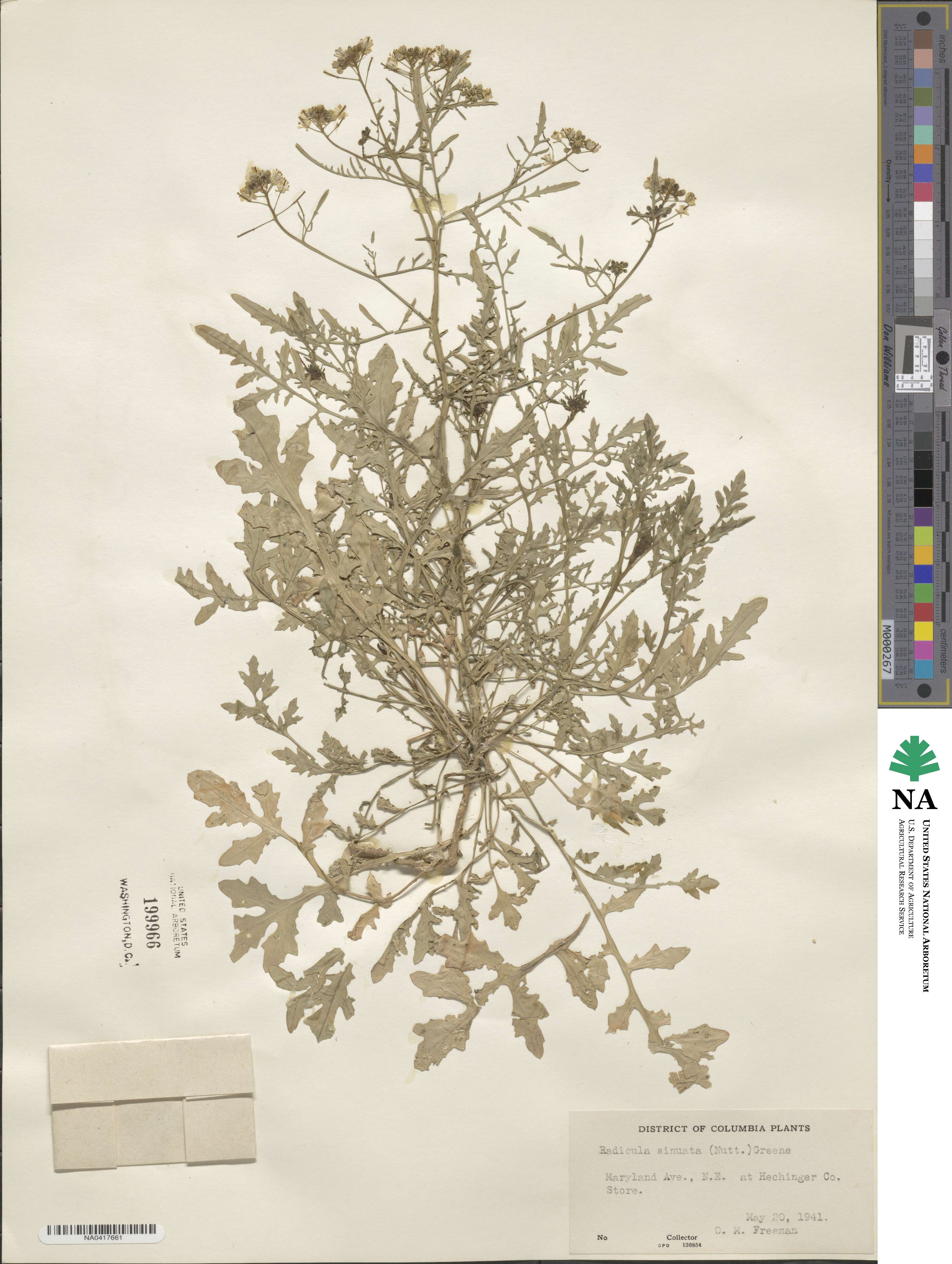 Rorippa sinuata image