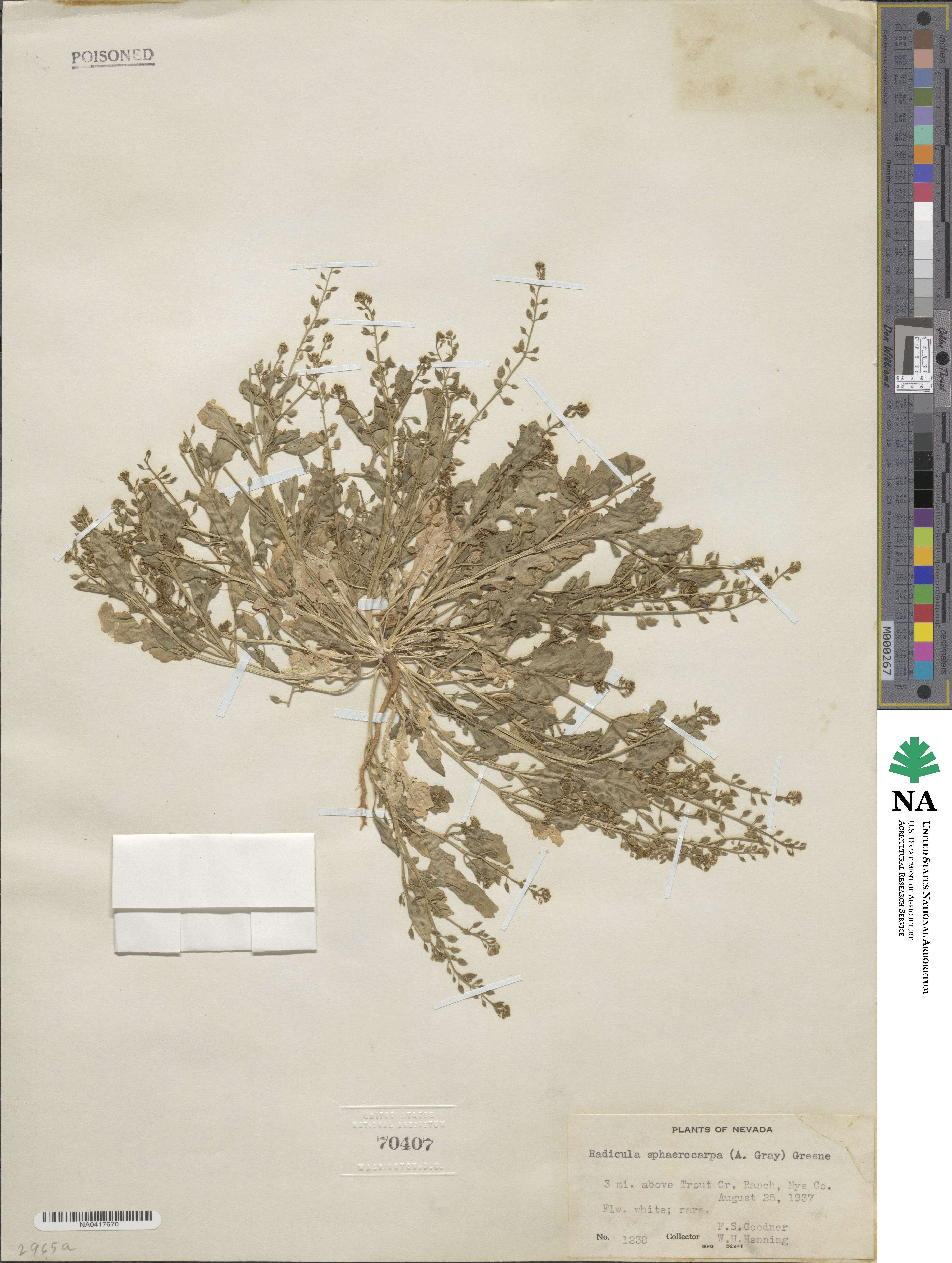 Rorippa sphaerocarpa image