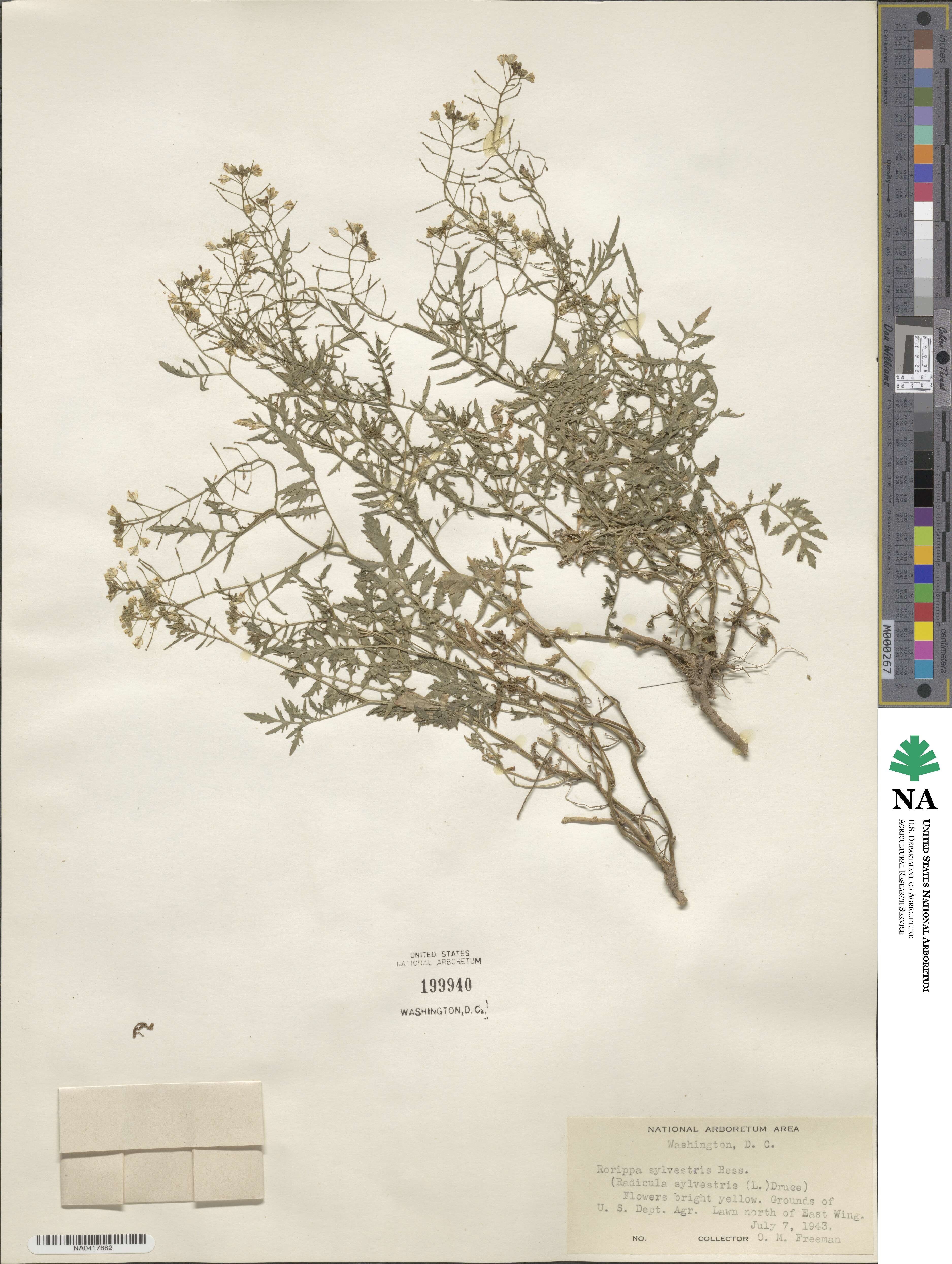 Rorippa sylvestris image