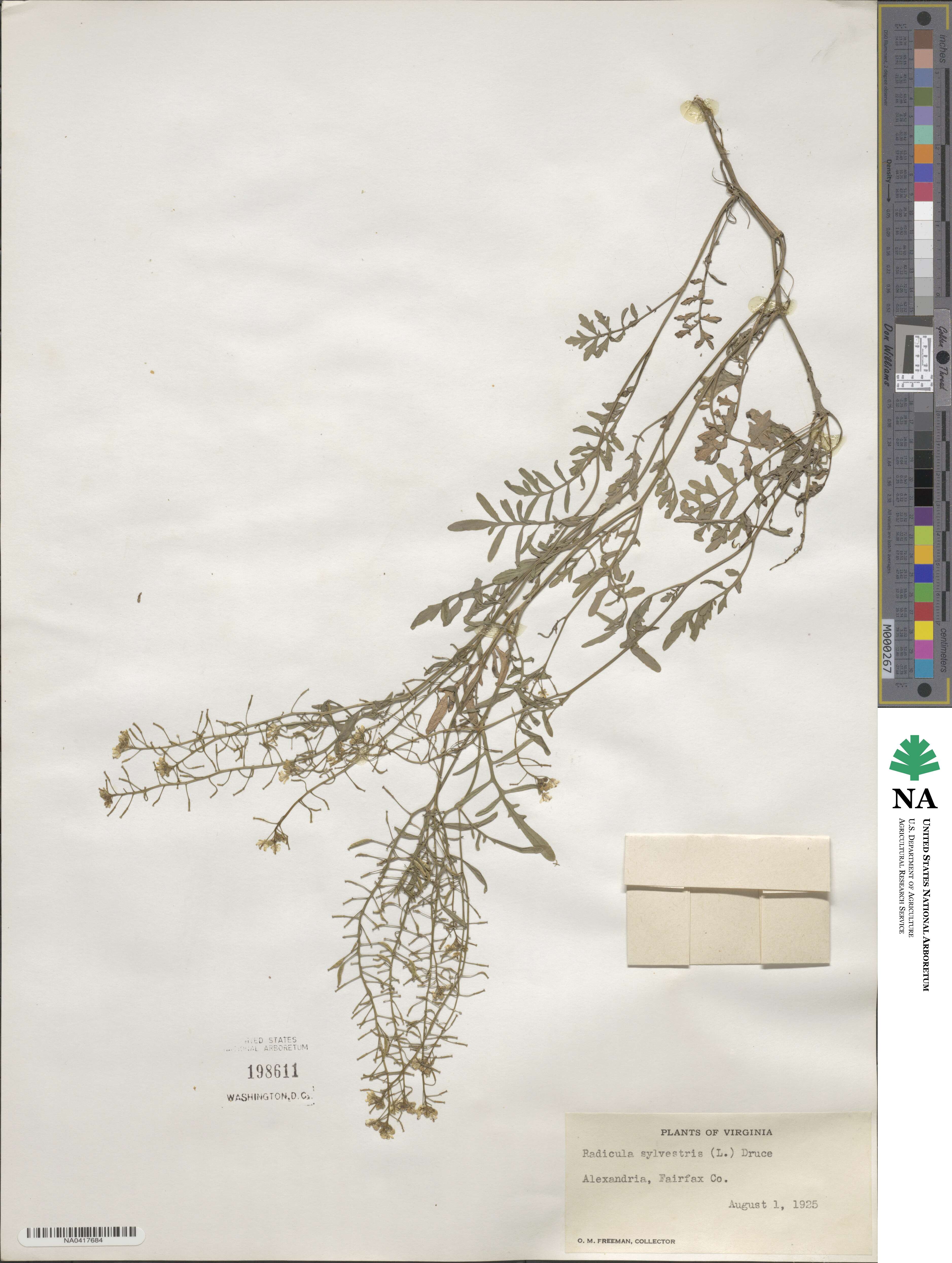 Rorippa sylvestris image