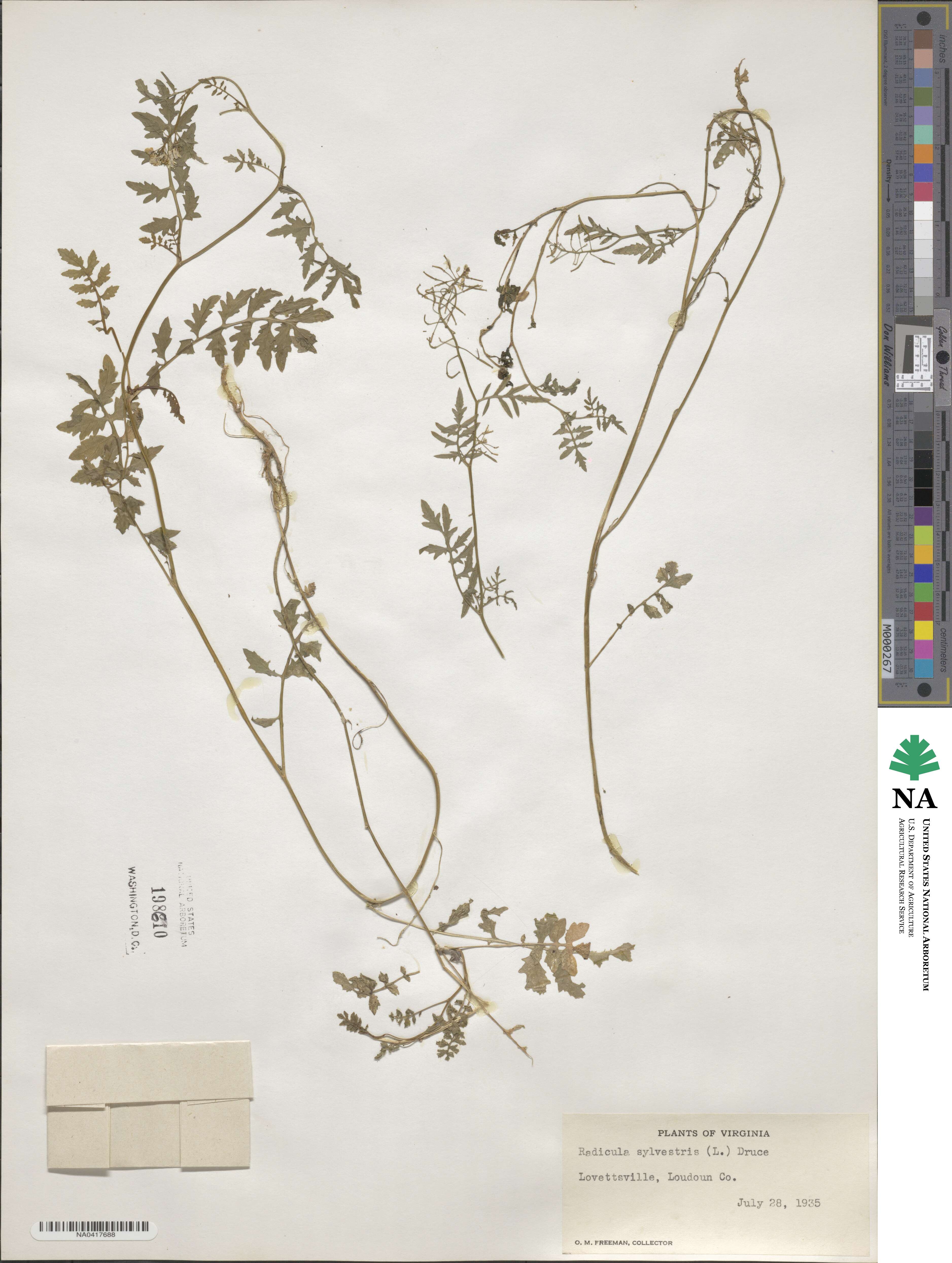 Rorippa sylvestris image