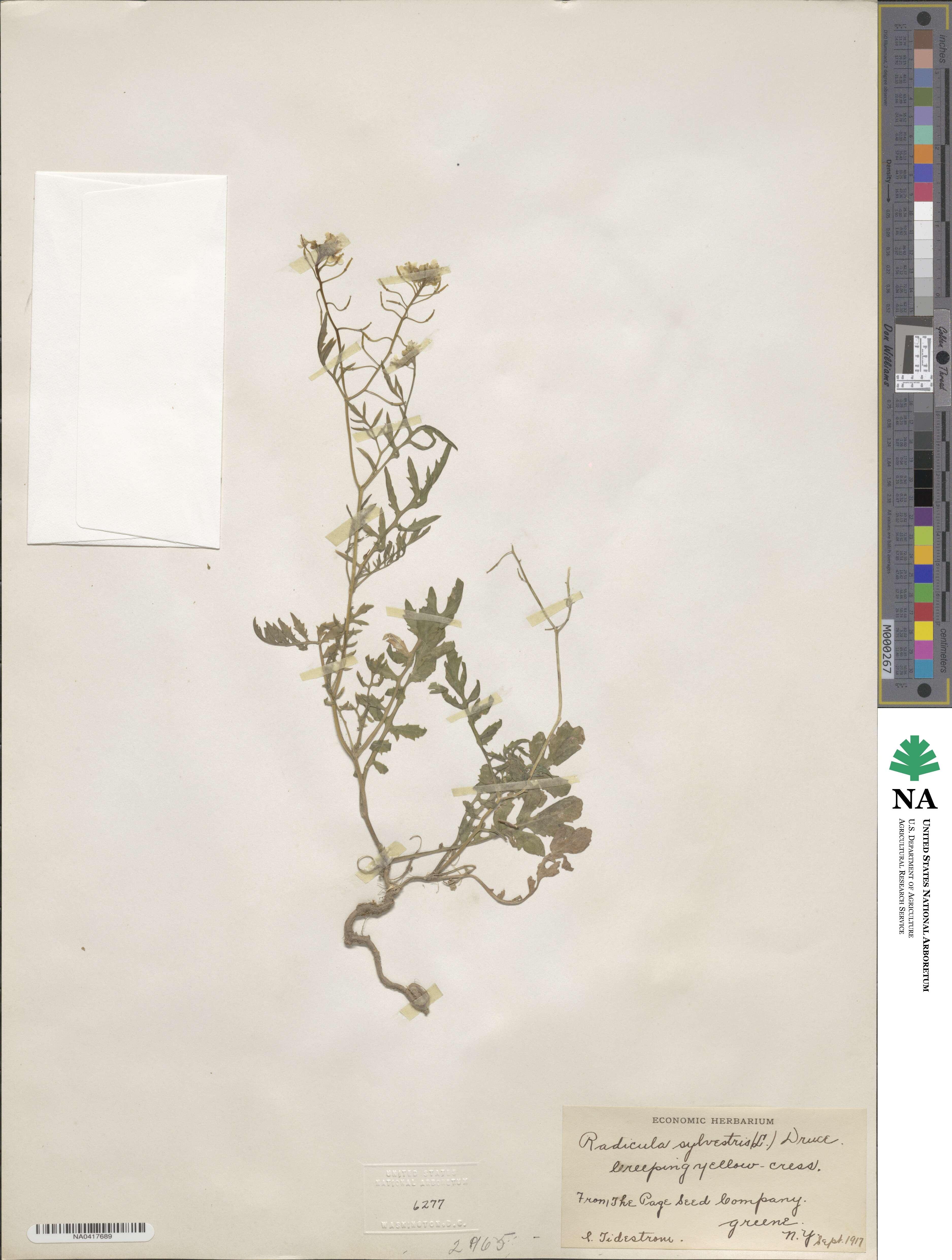 Rorippa sylvestris image