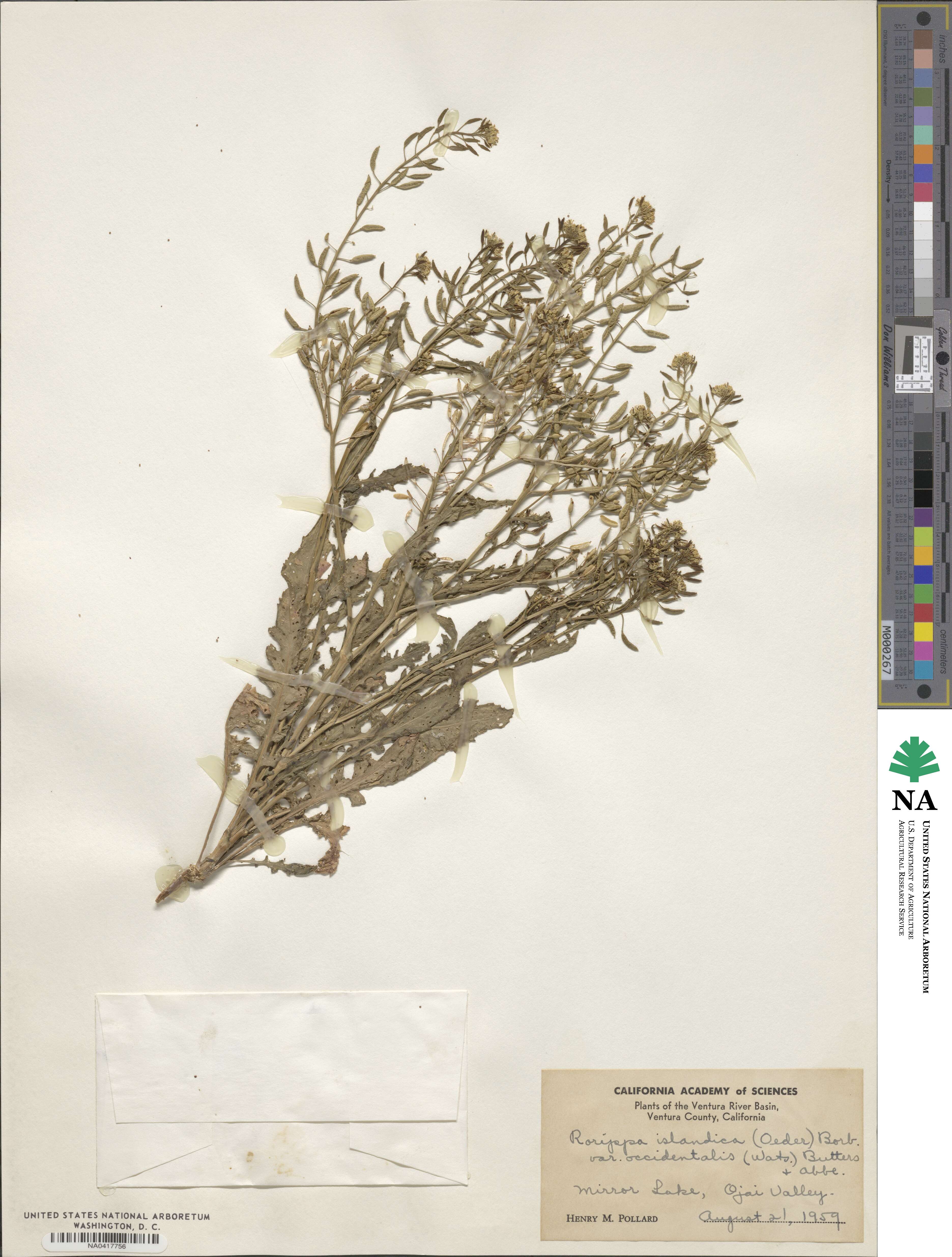 Rorippa islandica var. occidentalis image