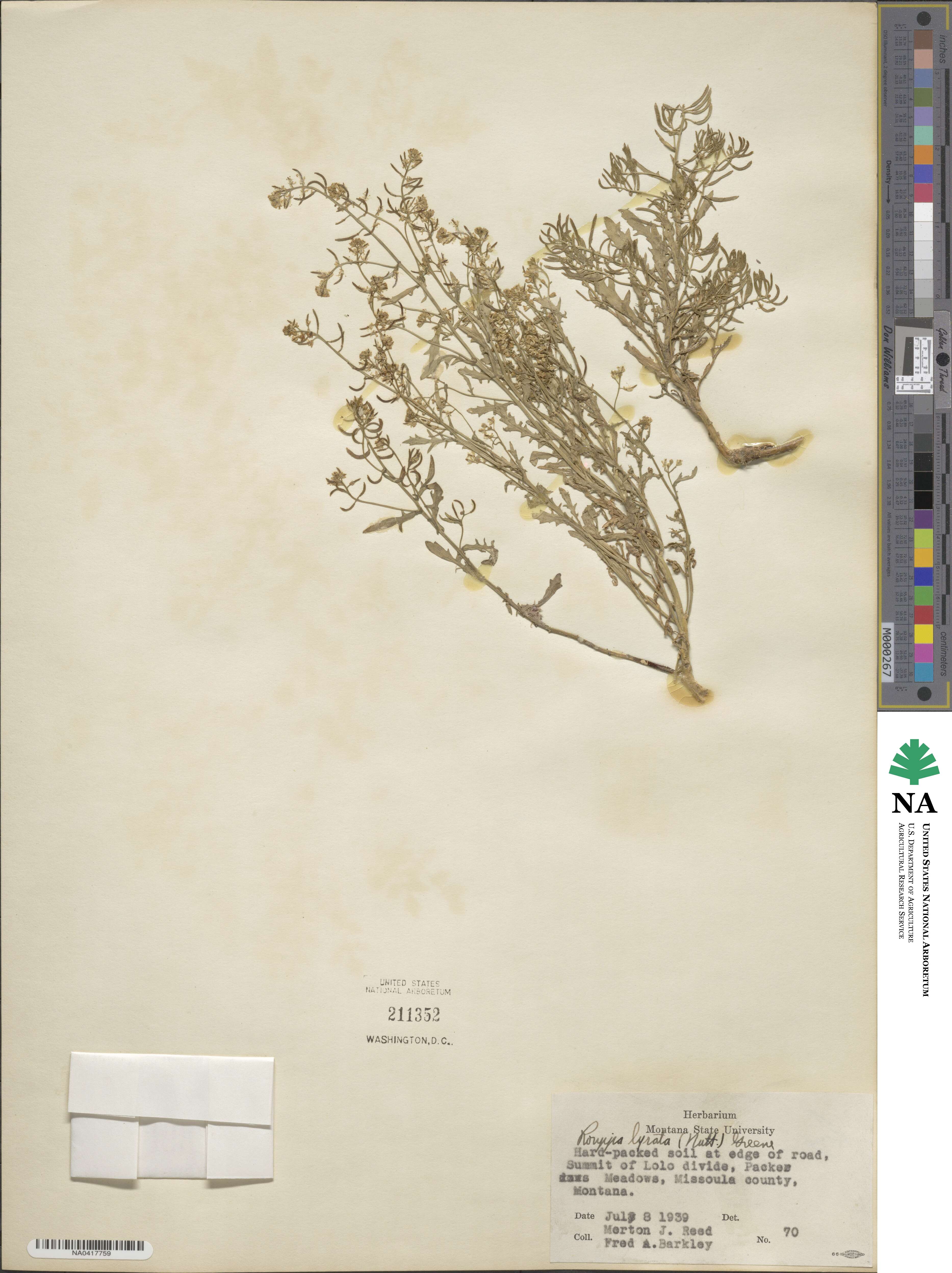 Rorippa curvisiliqua image