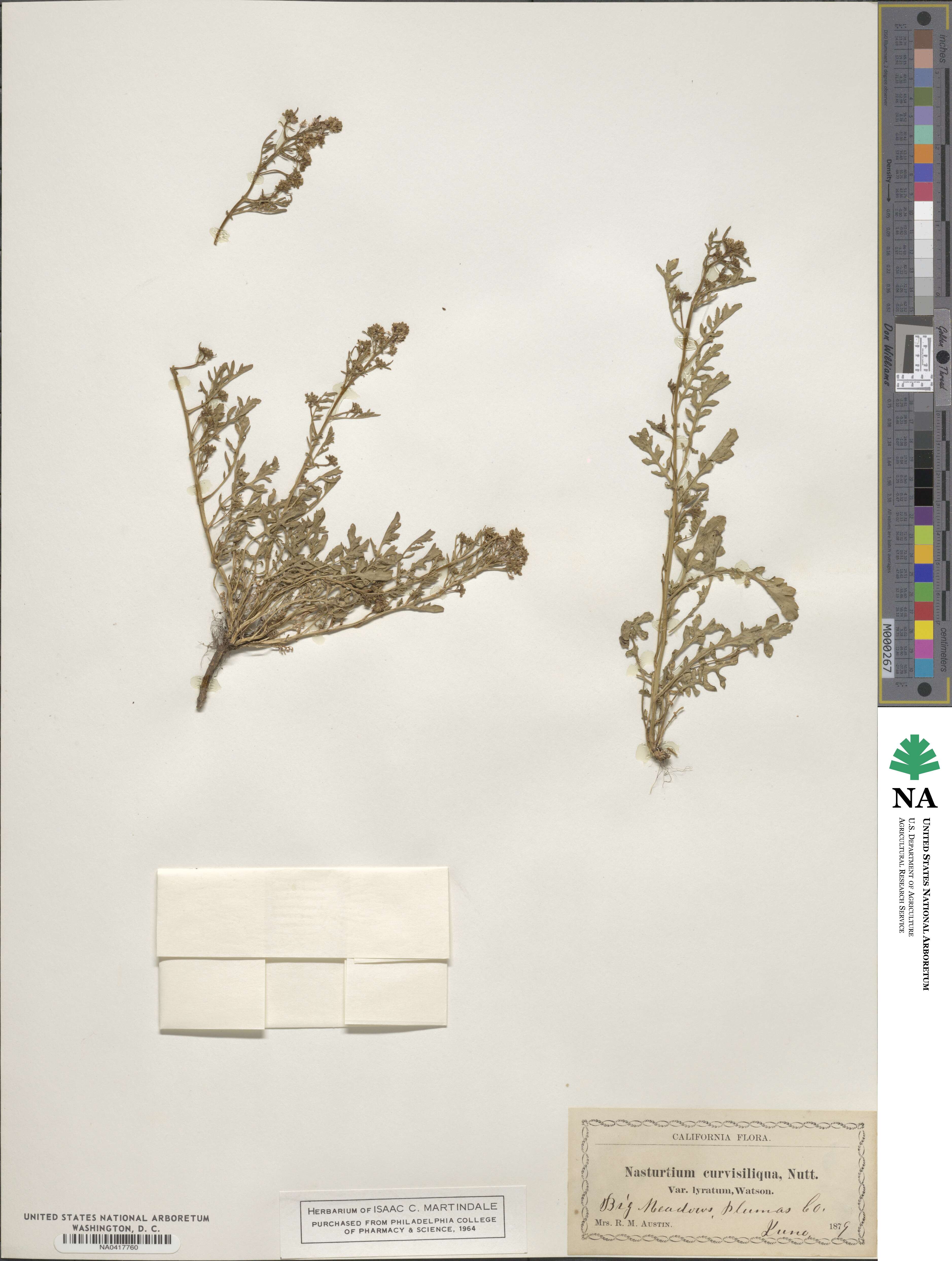 Rorippa curvisiliqua image