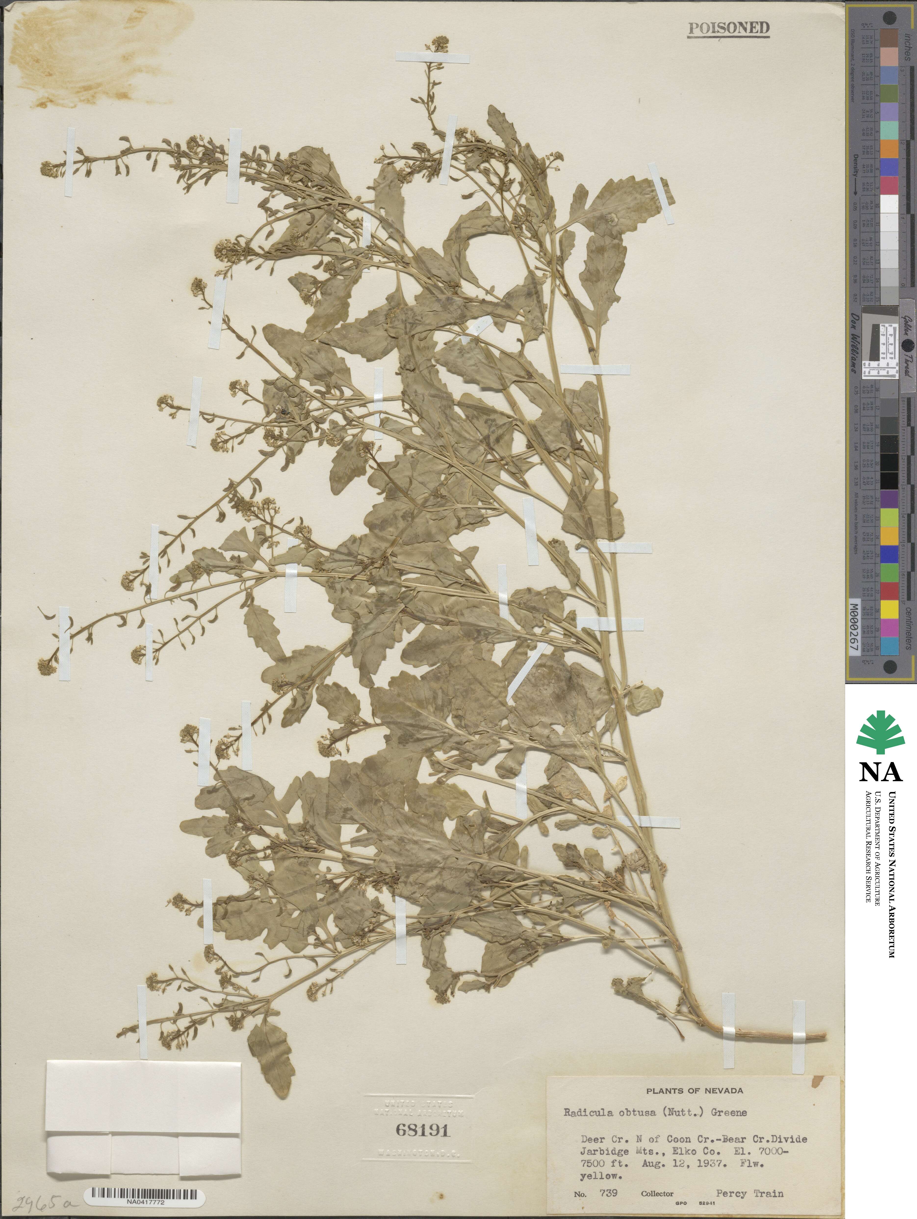 Rorippa teres image