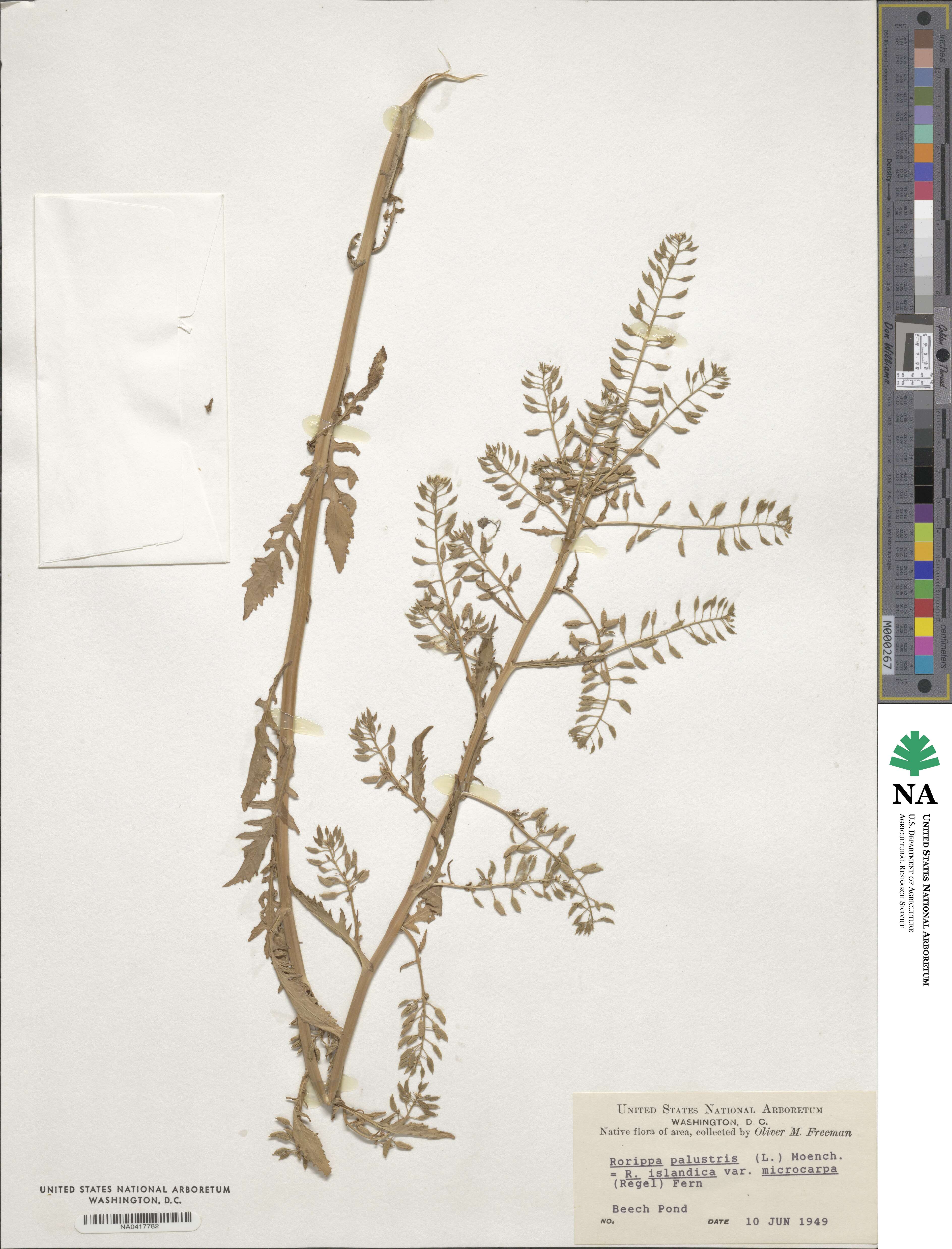 Rorippa palustris image