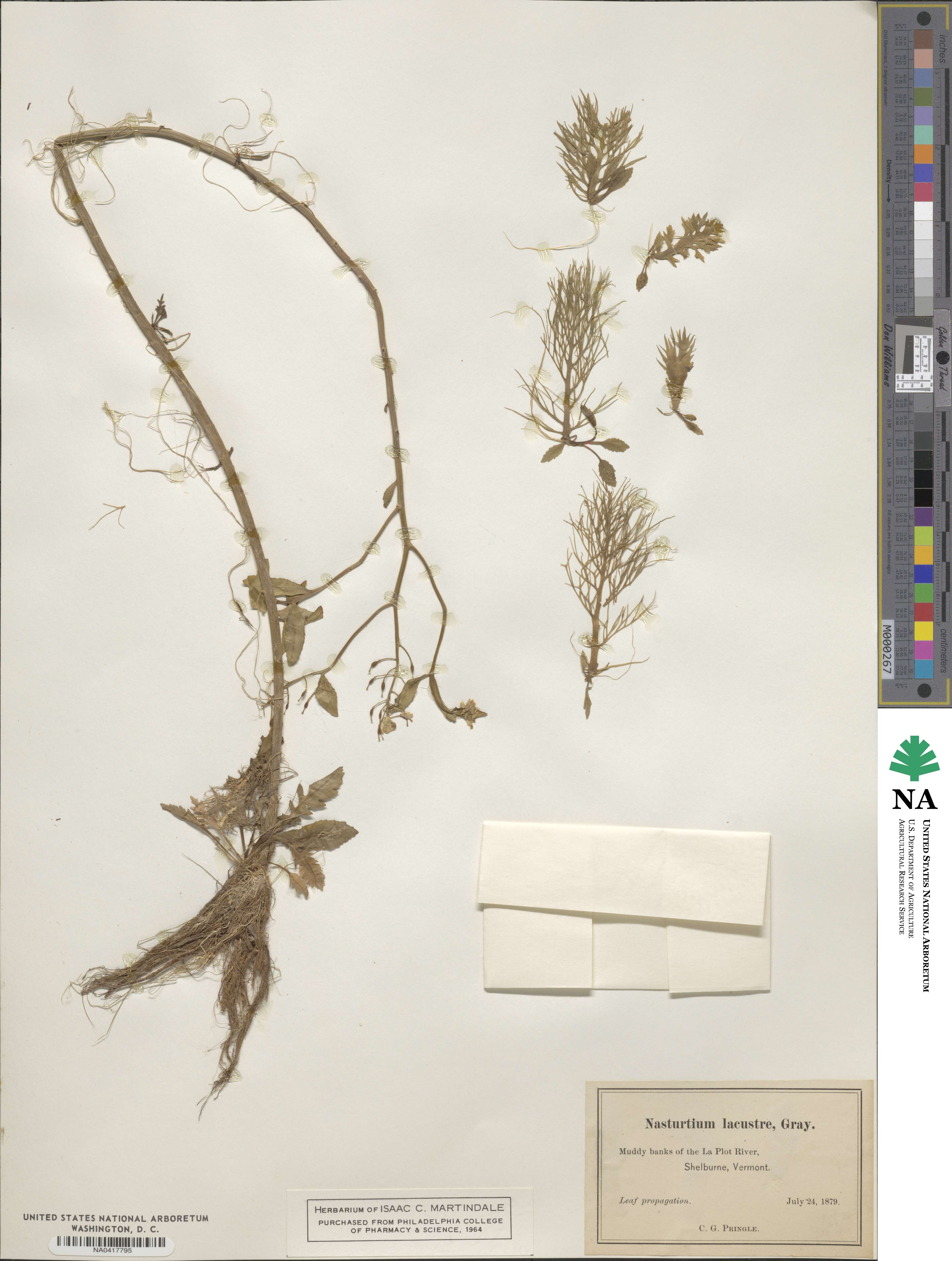 Rorippa aquatica image
