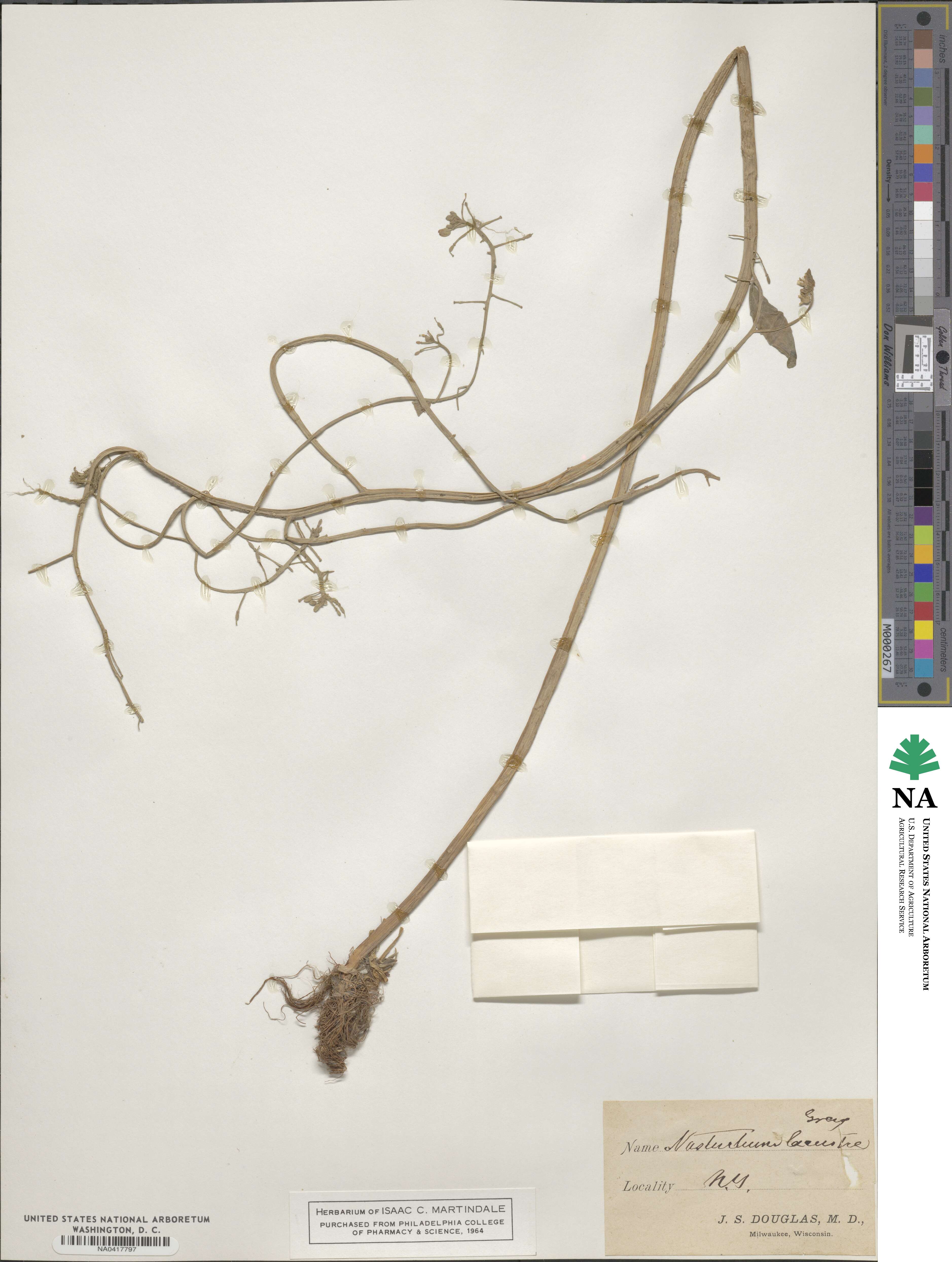 Rorippa aquatica image