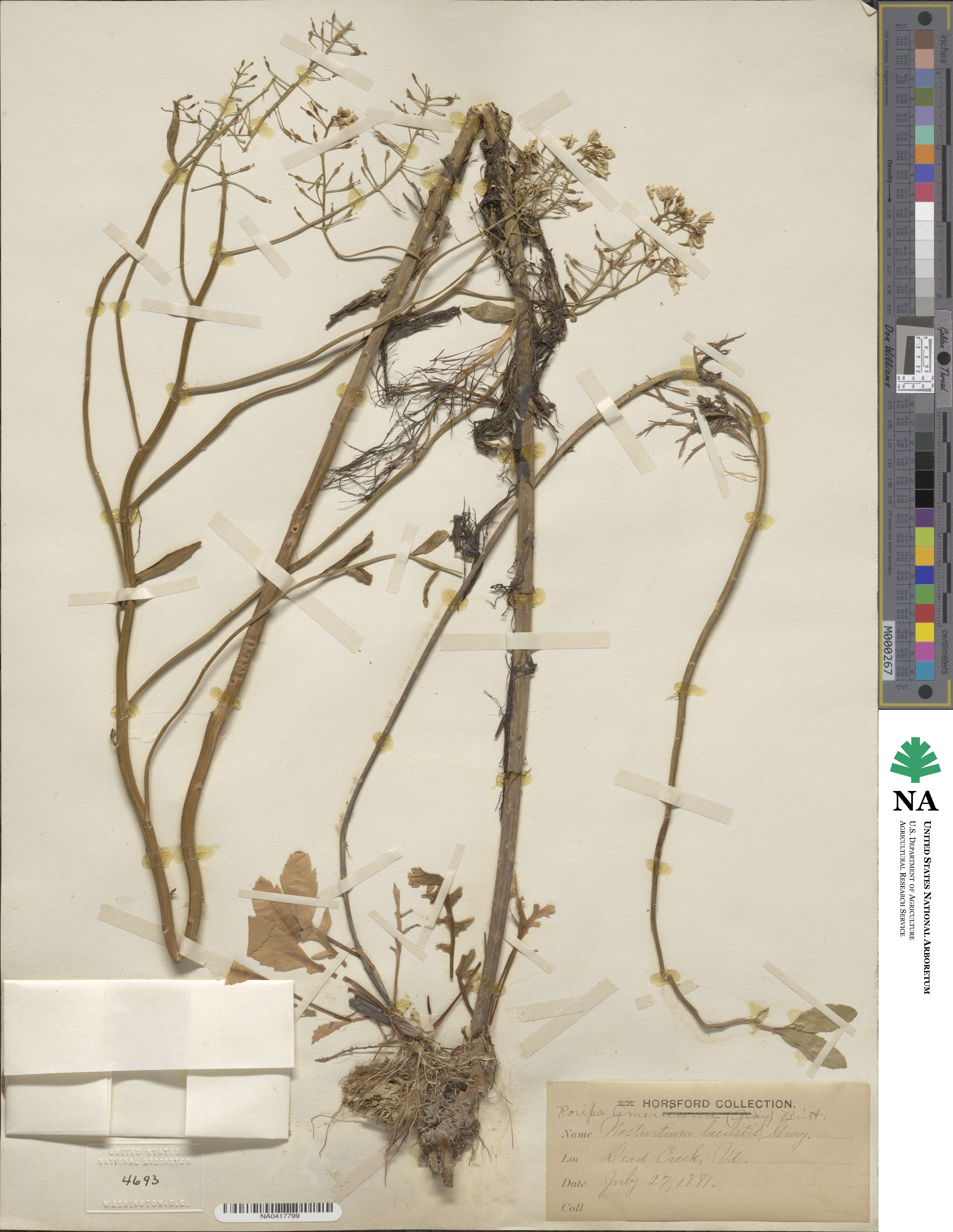 Rorippa aquatica image