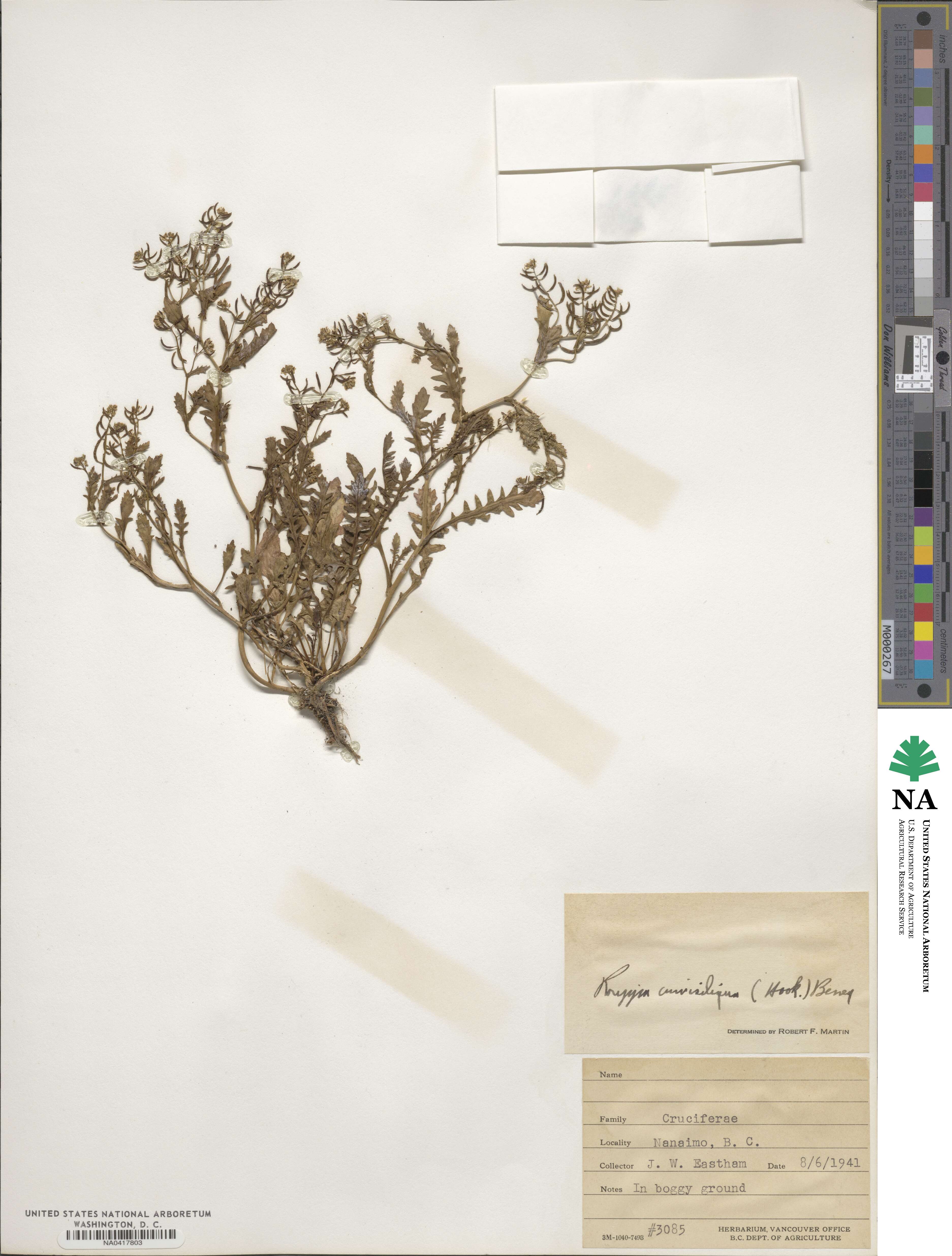 Rorippa curvisiliqua image