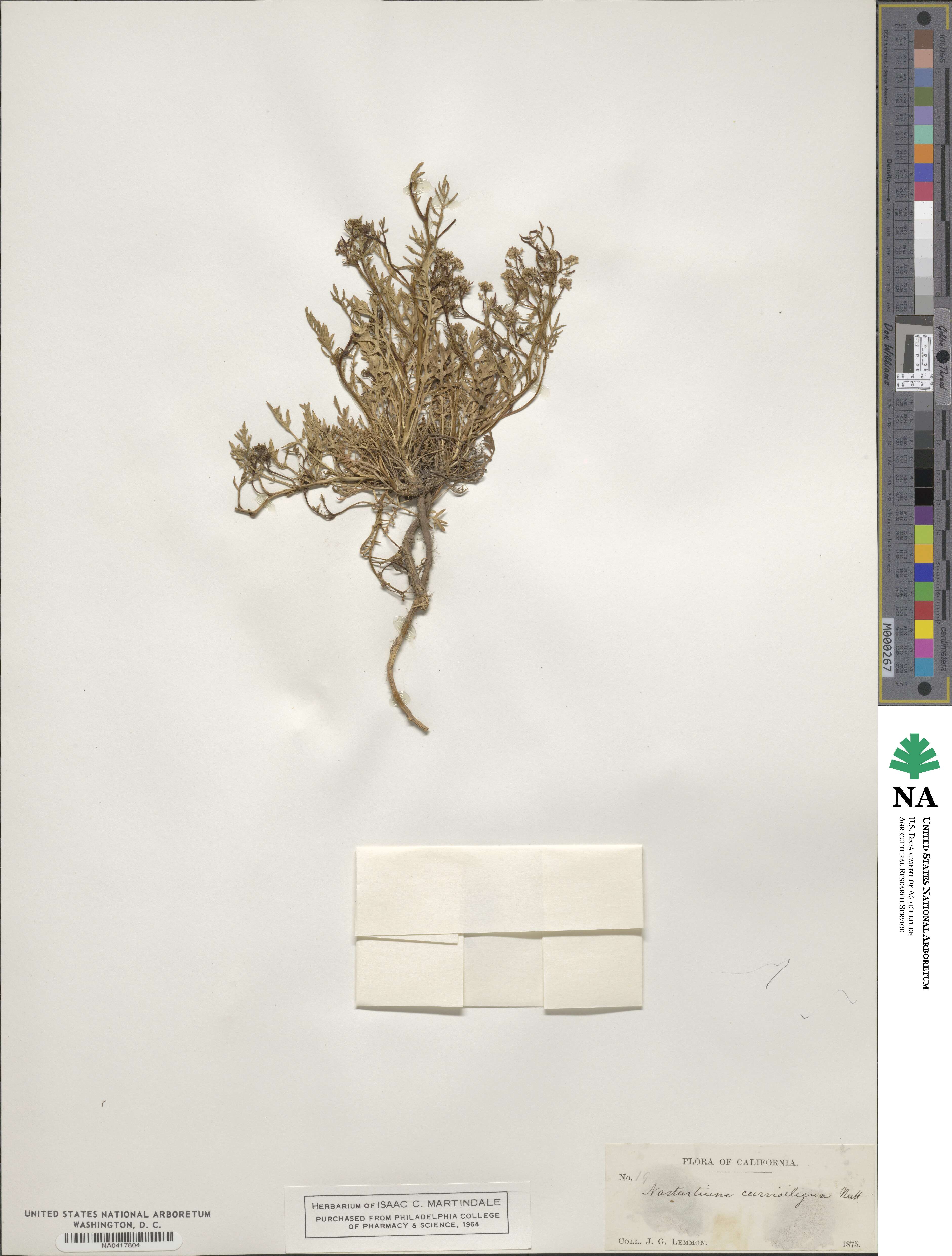 Rorippa curvisiliqua image