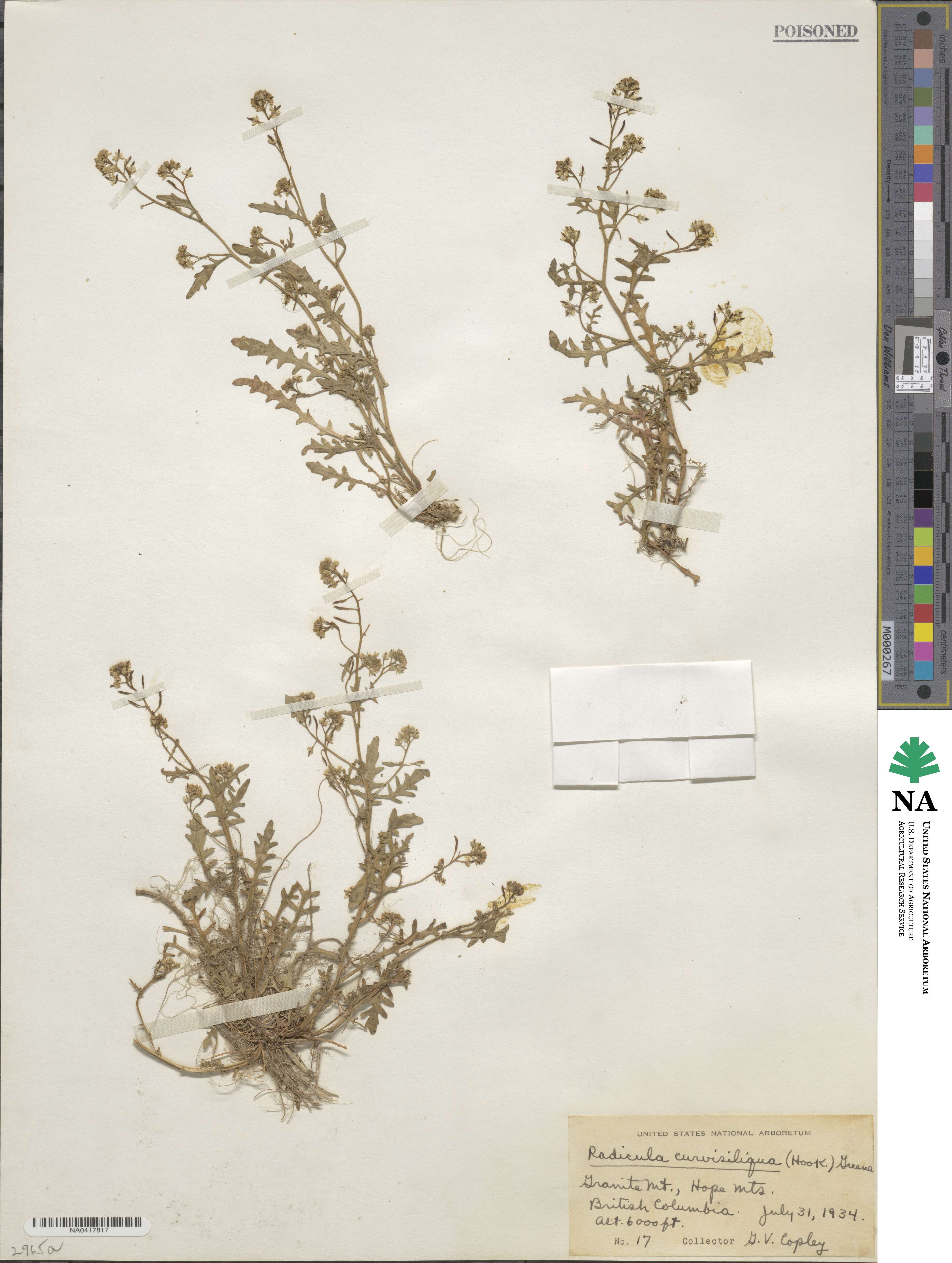 Rorippa curvisiliqua image