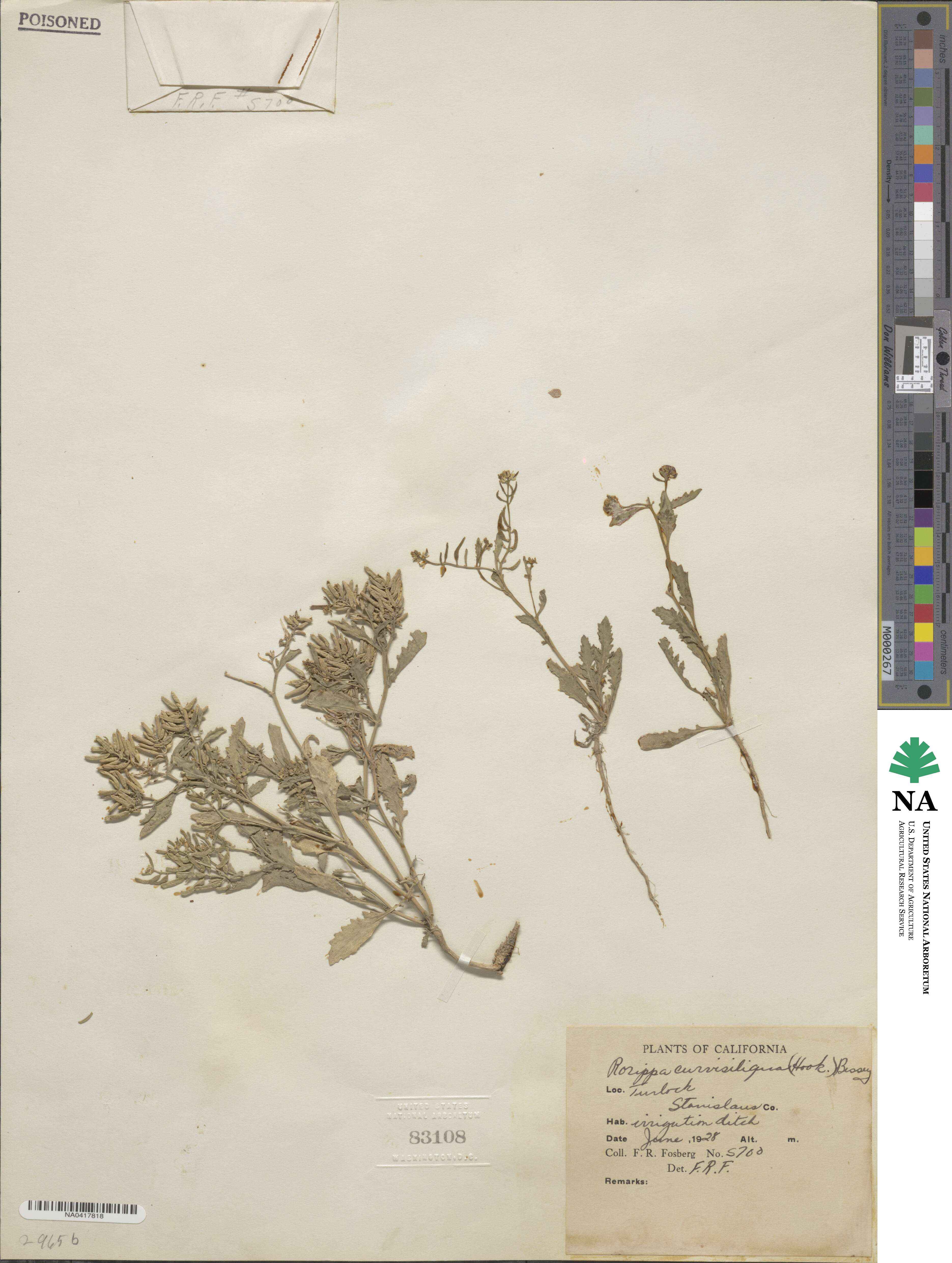 Rorippa curvisiliqua image