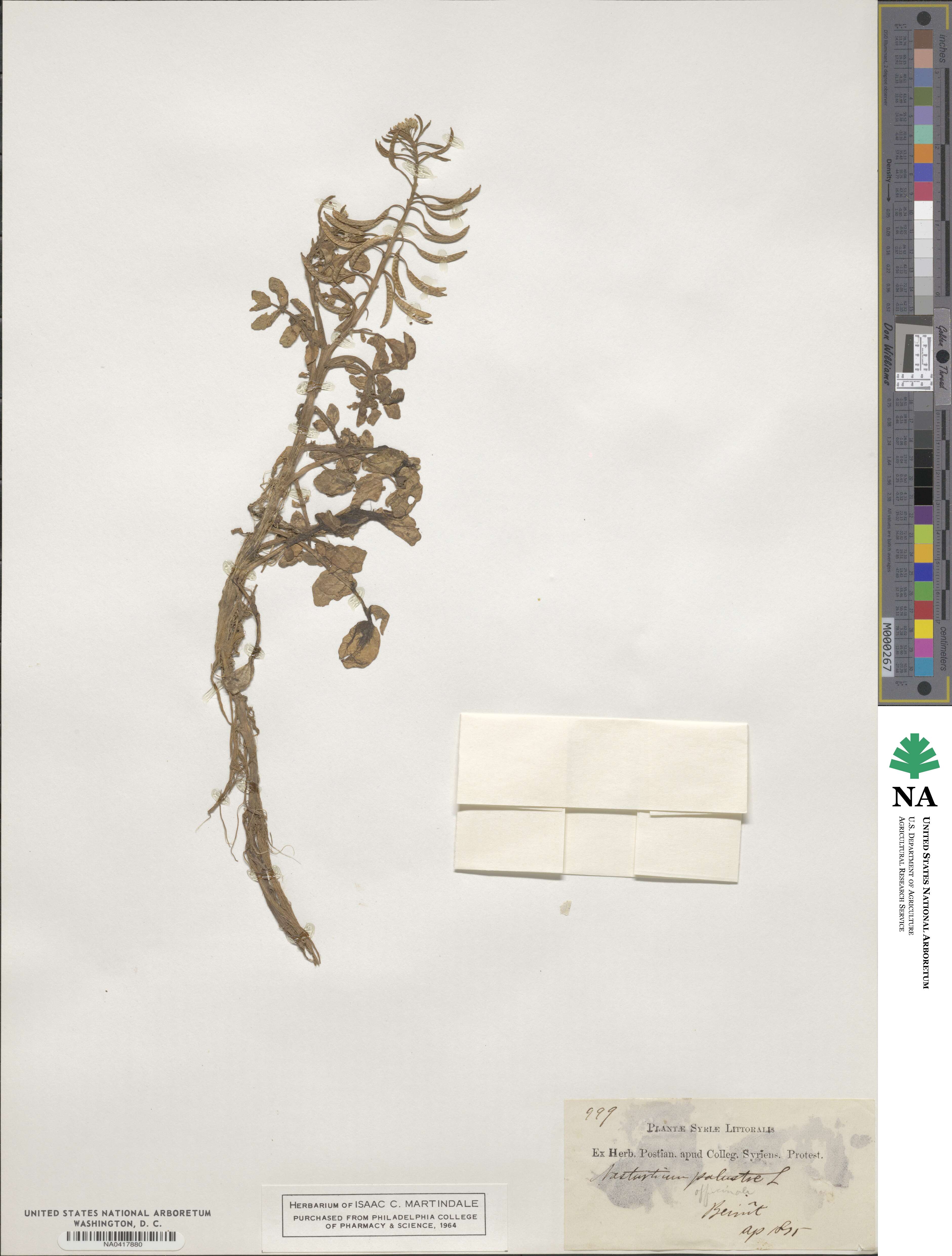 Nasturtium officinale image