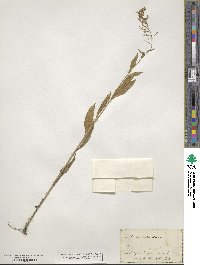 Iodanthus pinnatifidus image
