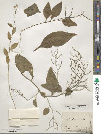 Iodanthus pinnatifidus image