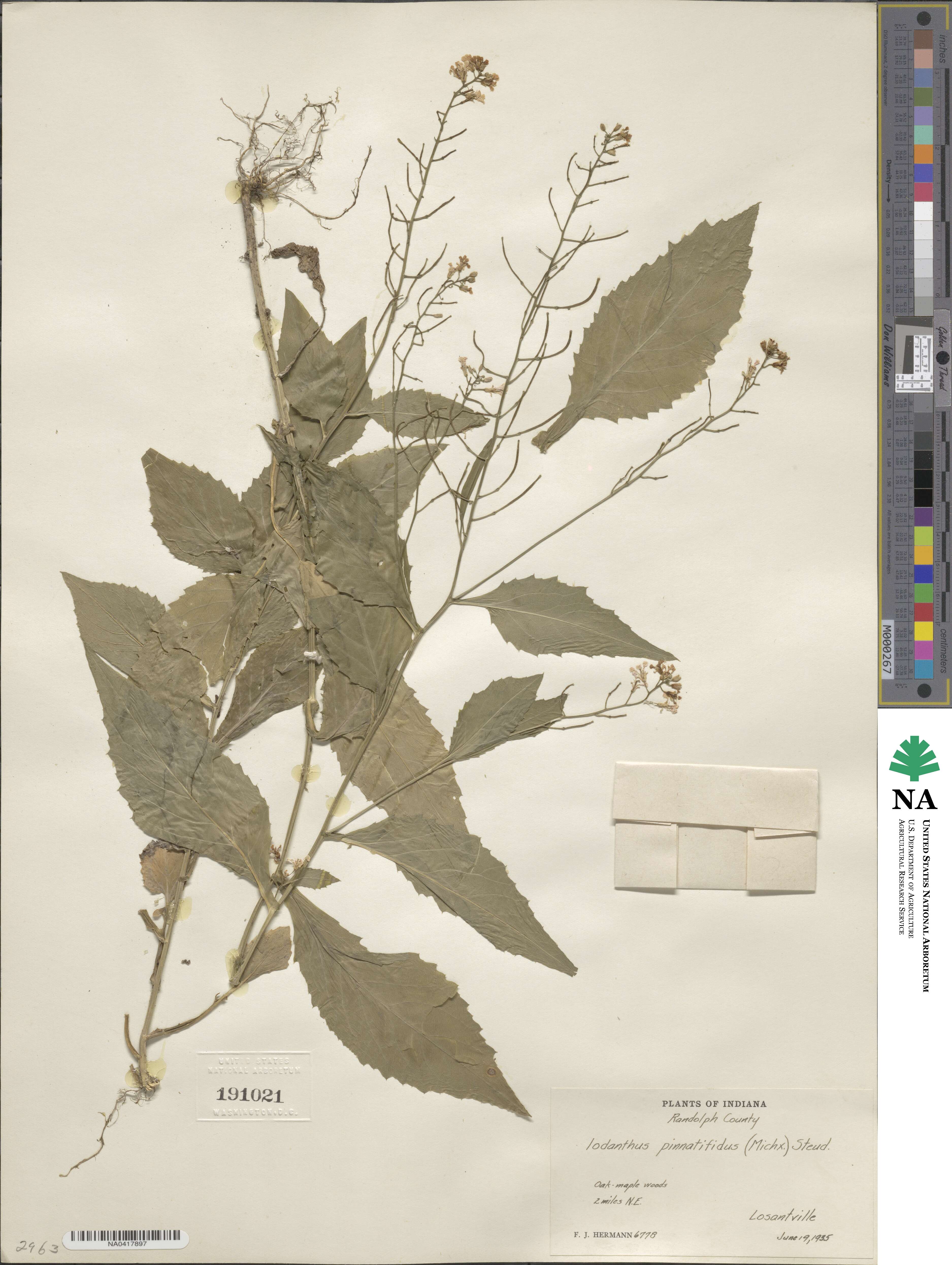 Iodanthus image
