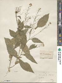 Iodanthus pinnatifidus image