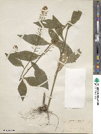 Iodanthus pinnatifidus image