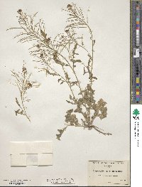 Dryopetalon runcinatum image