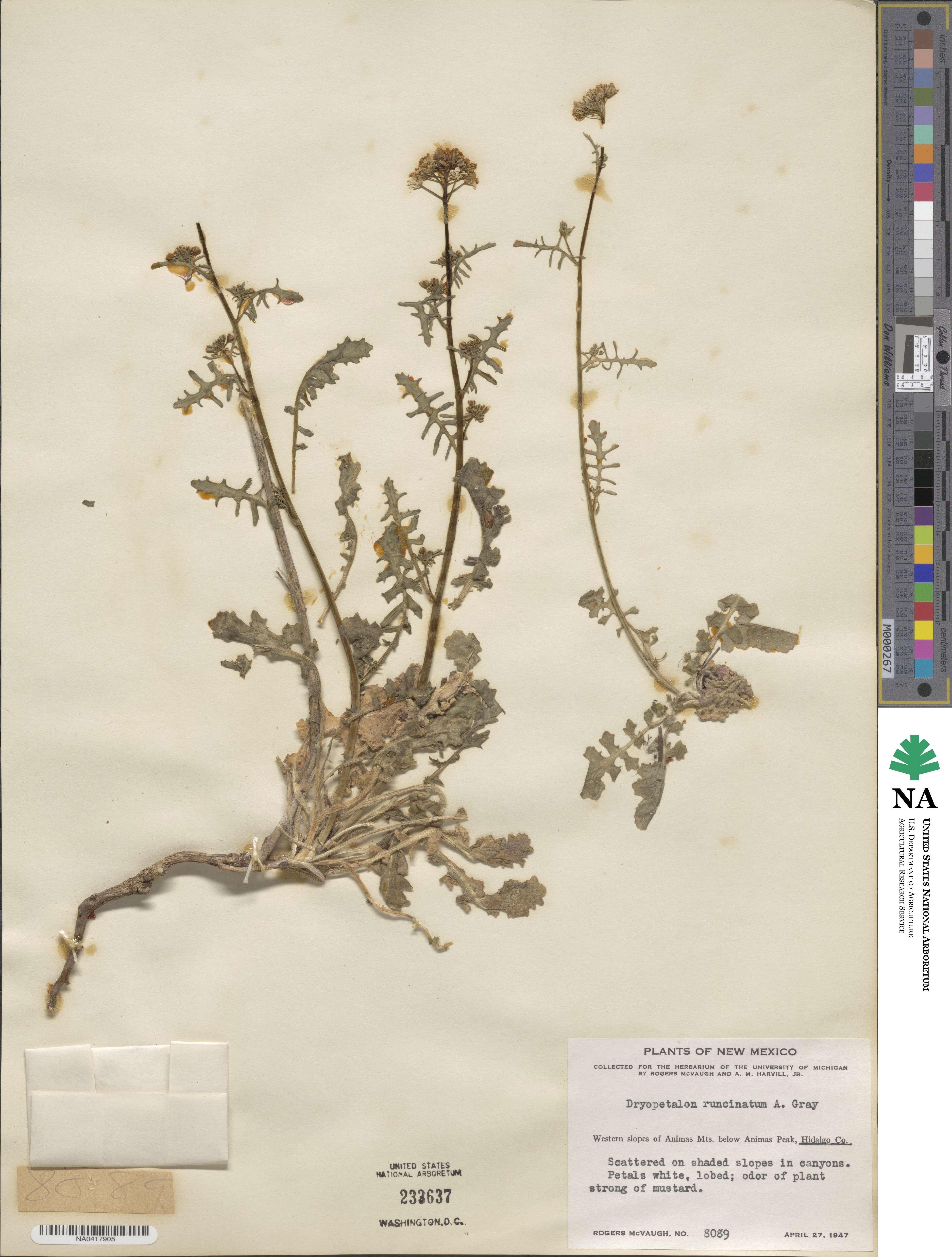 Dryopetalon runcinatum image