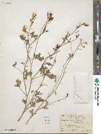 Dryopetalon palmeri image
