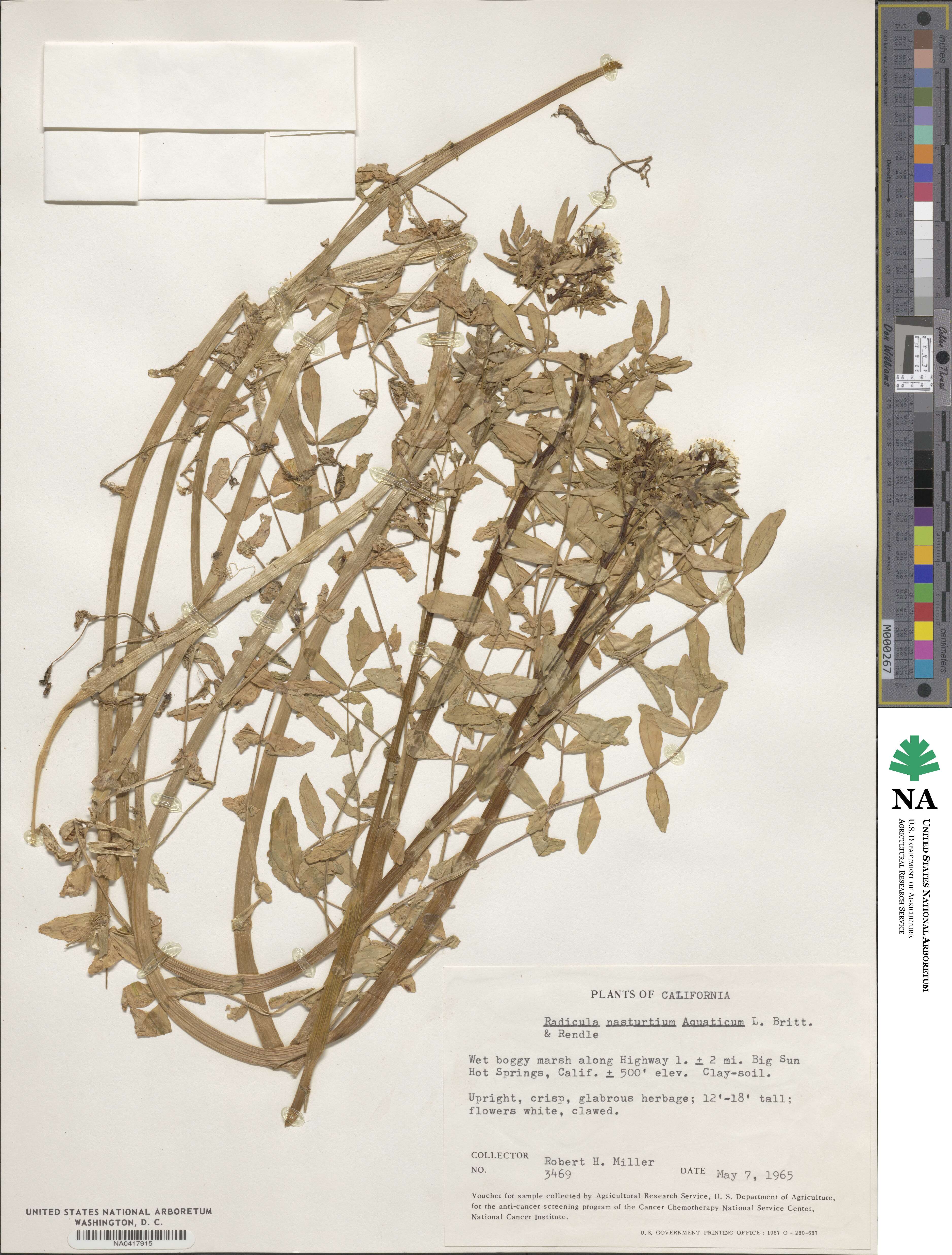 Nasturtium officinale image