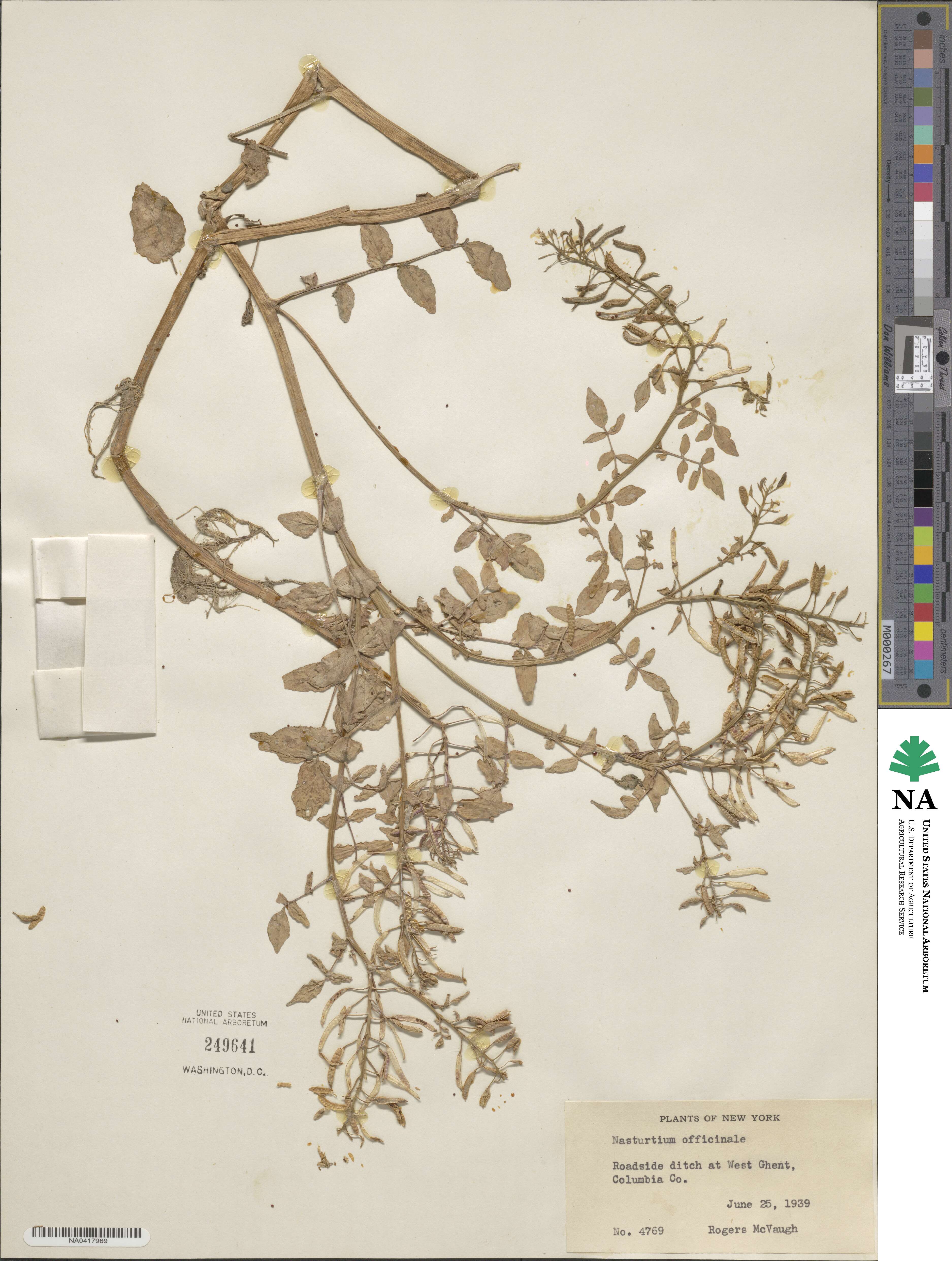 Nasturtium officinale image
