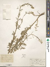 Barbarea intermedia image