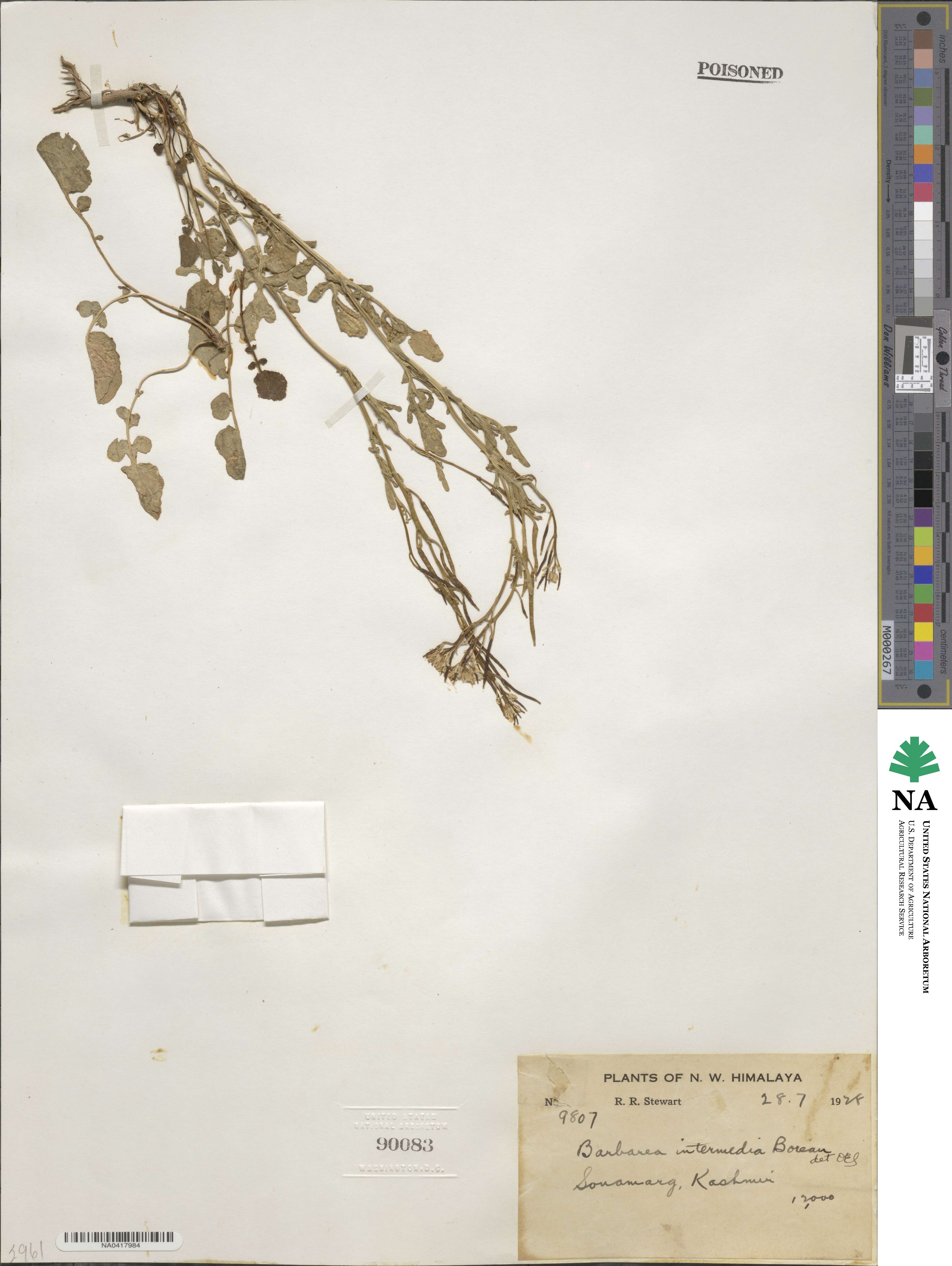 Barbarea intermedia image
