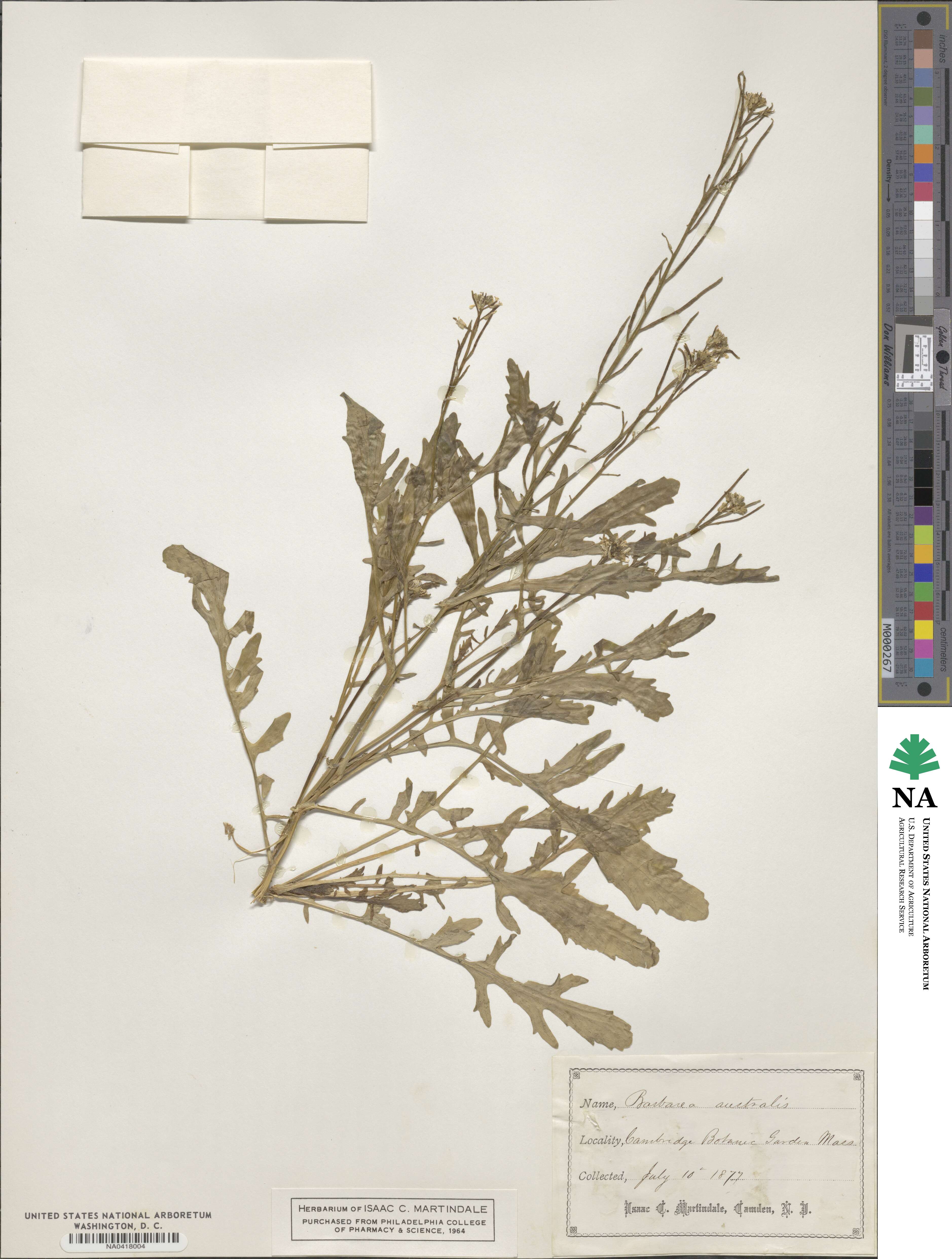 Barbarea australis image