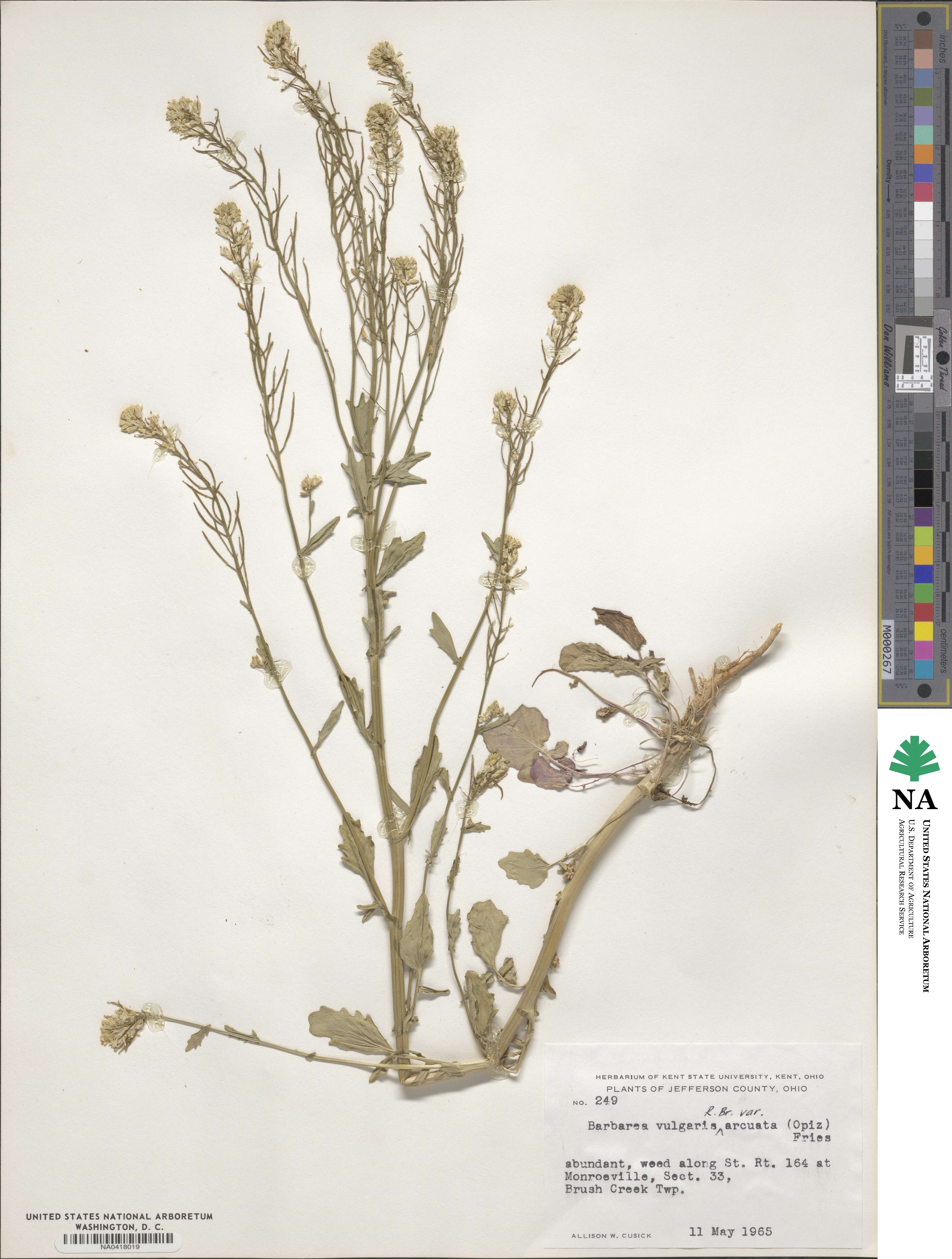 Barbarea vulgaris image