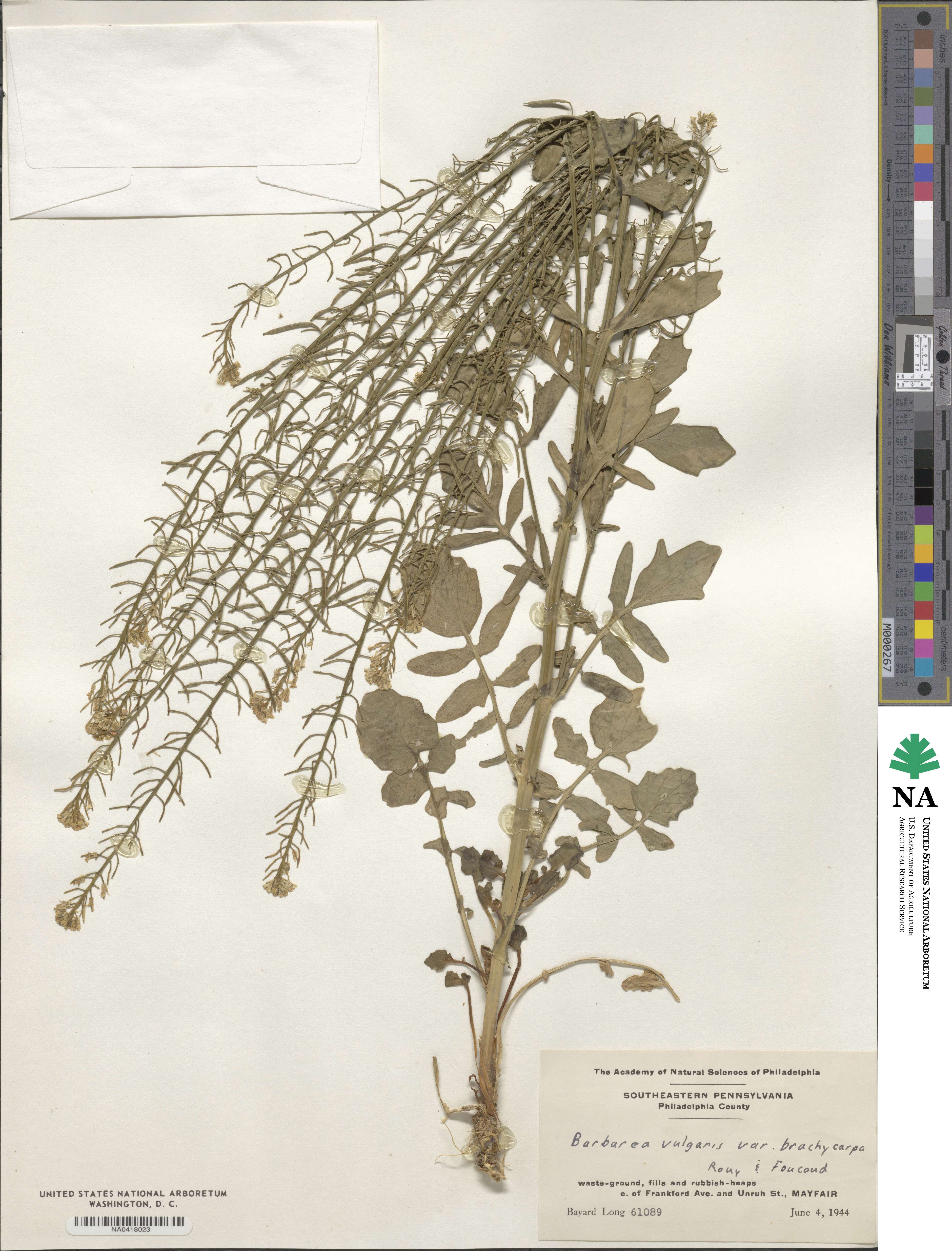 Barbarea vulgaris var. brachycarpa image