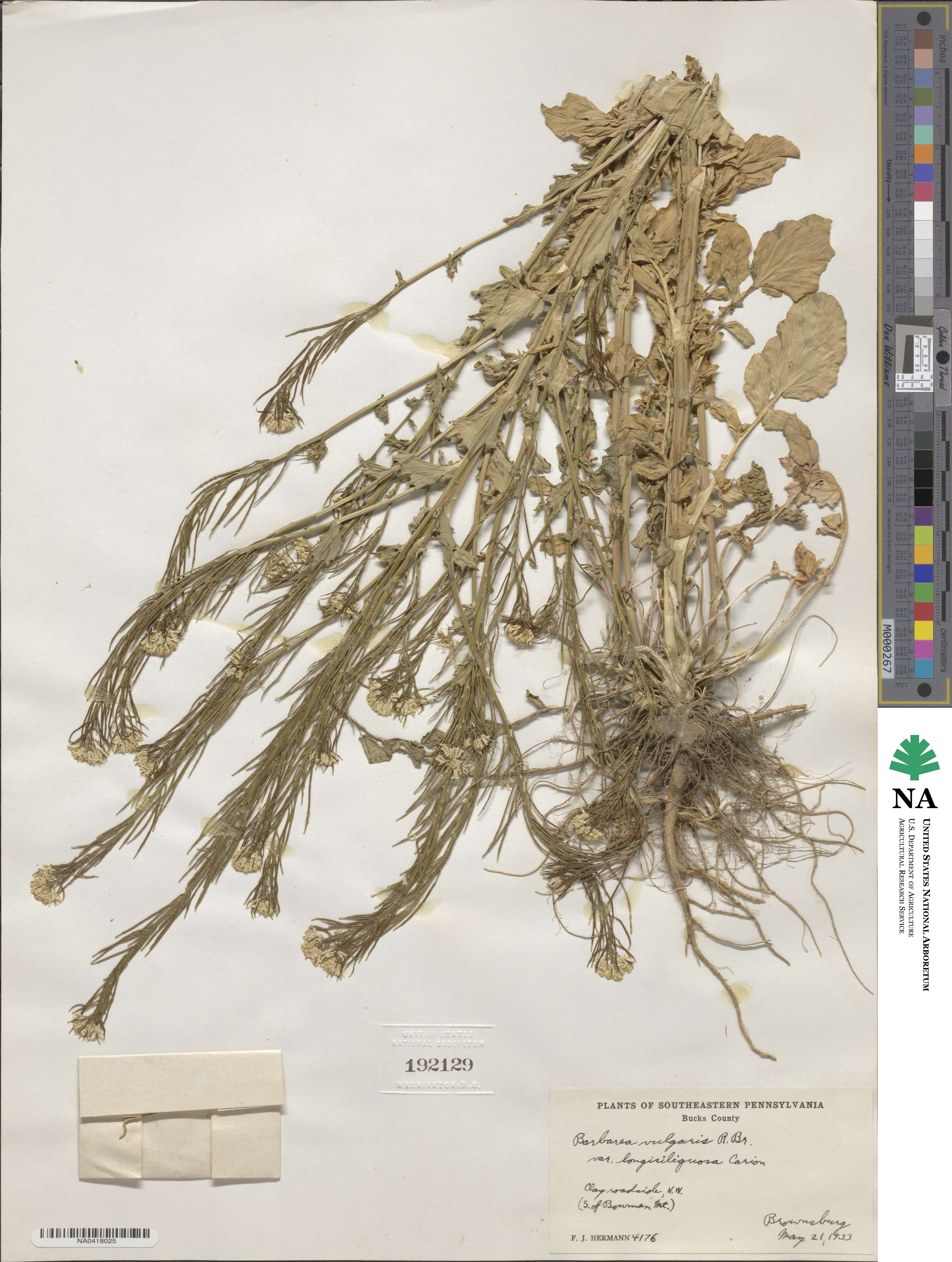 Barbarea vulgaris var. longisiliquosa image