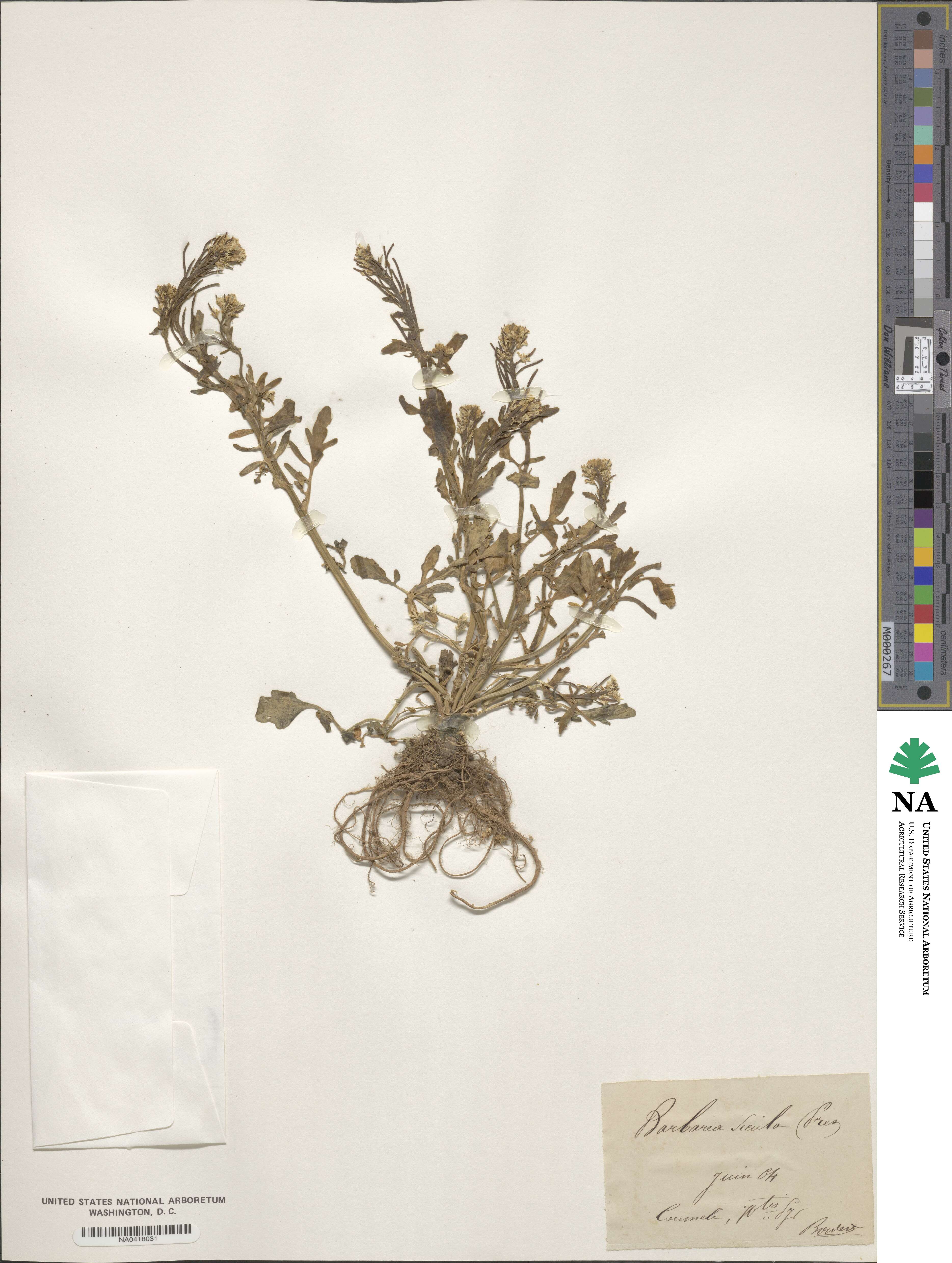 Barbarea sicula image