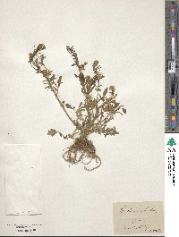 Image of Barbarea sicula