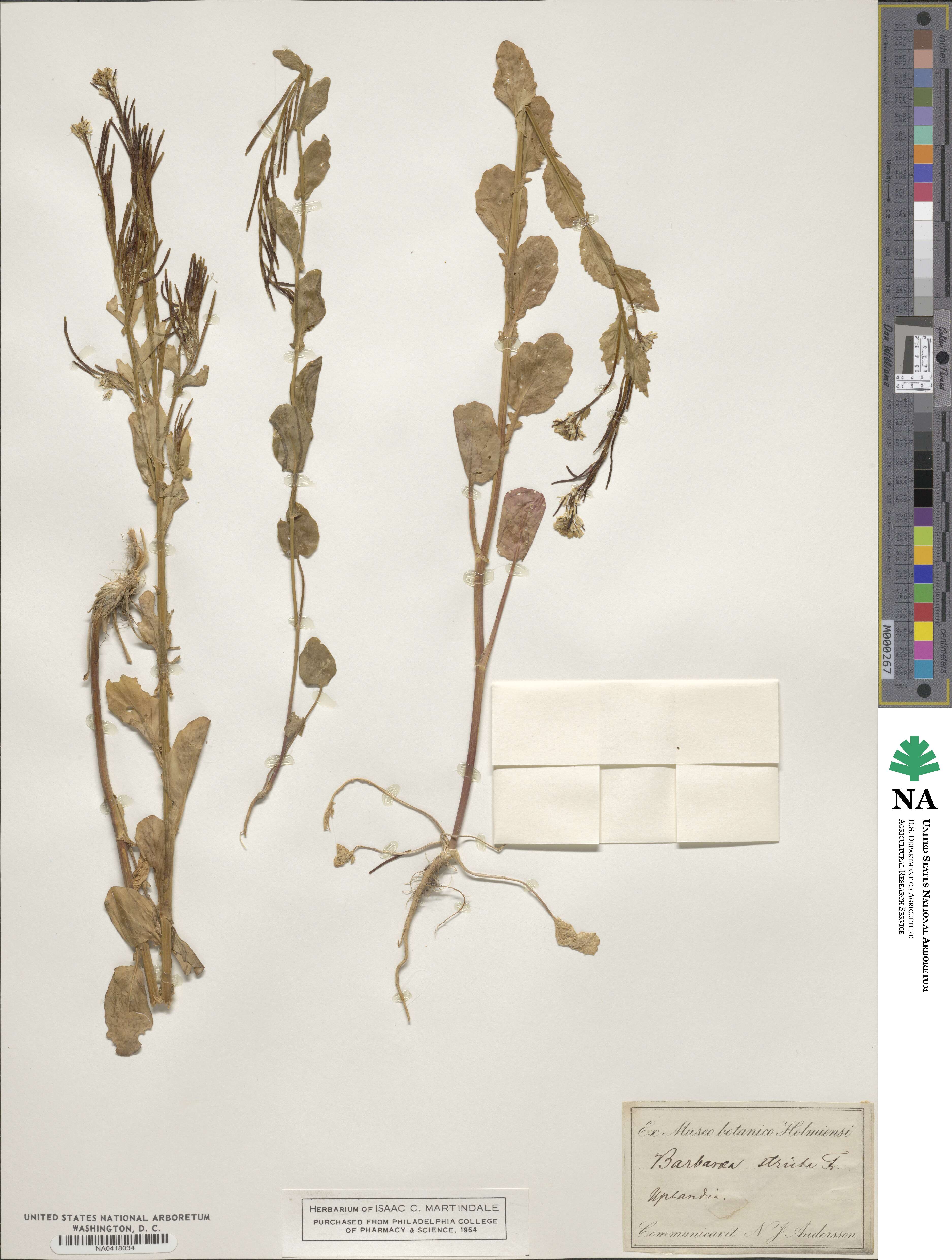 Barbarea stricta image