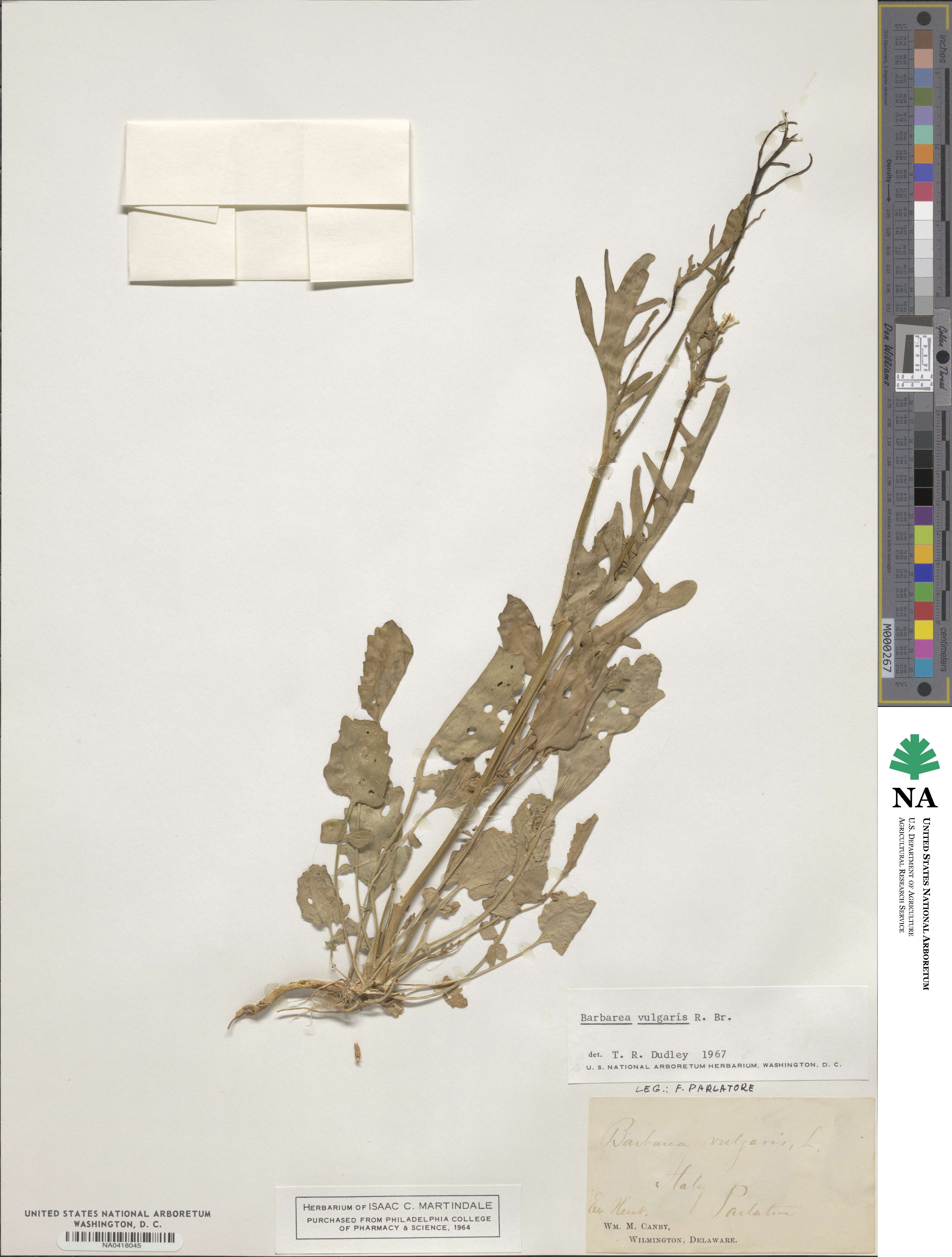 Barbarea vulgaris image