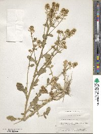 Barbarea vulgaris image