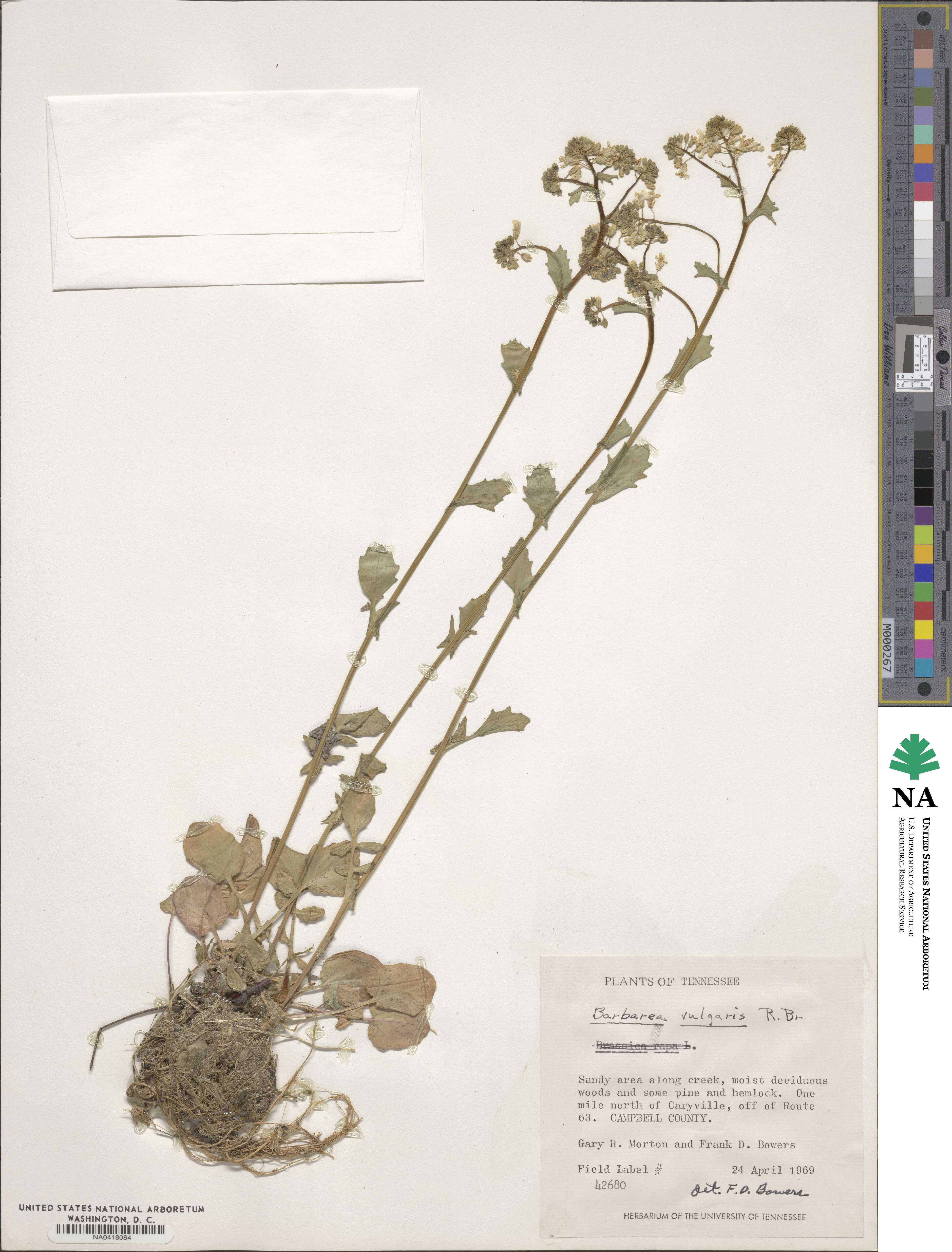 Barbarea vulgaris image