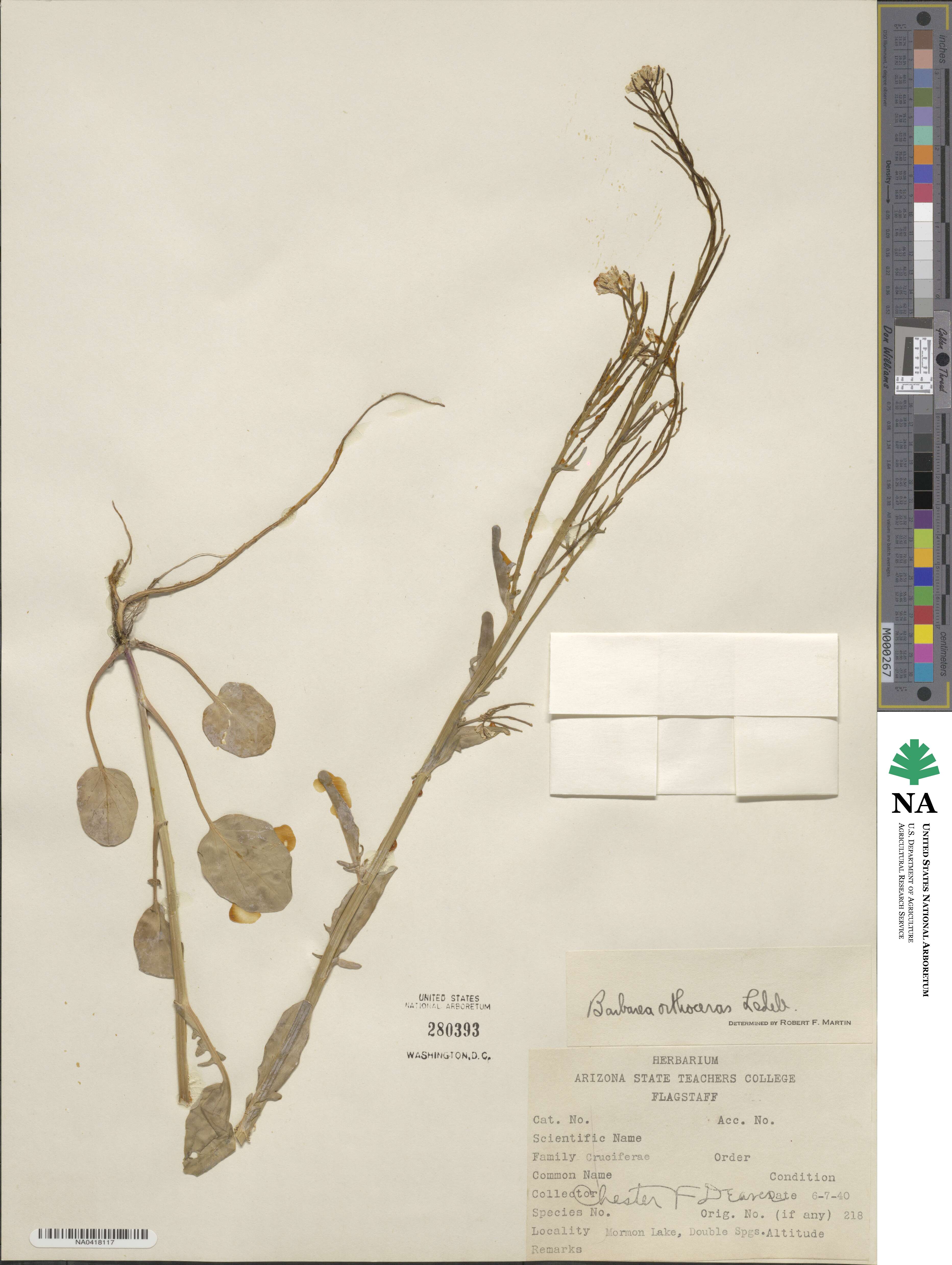 Barbarea orthoceras image