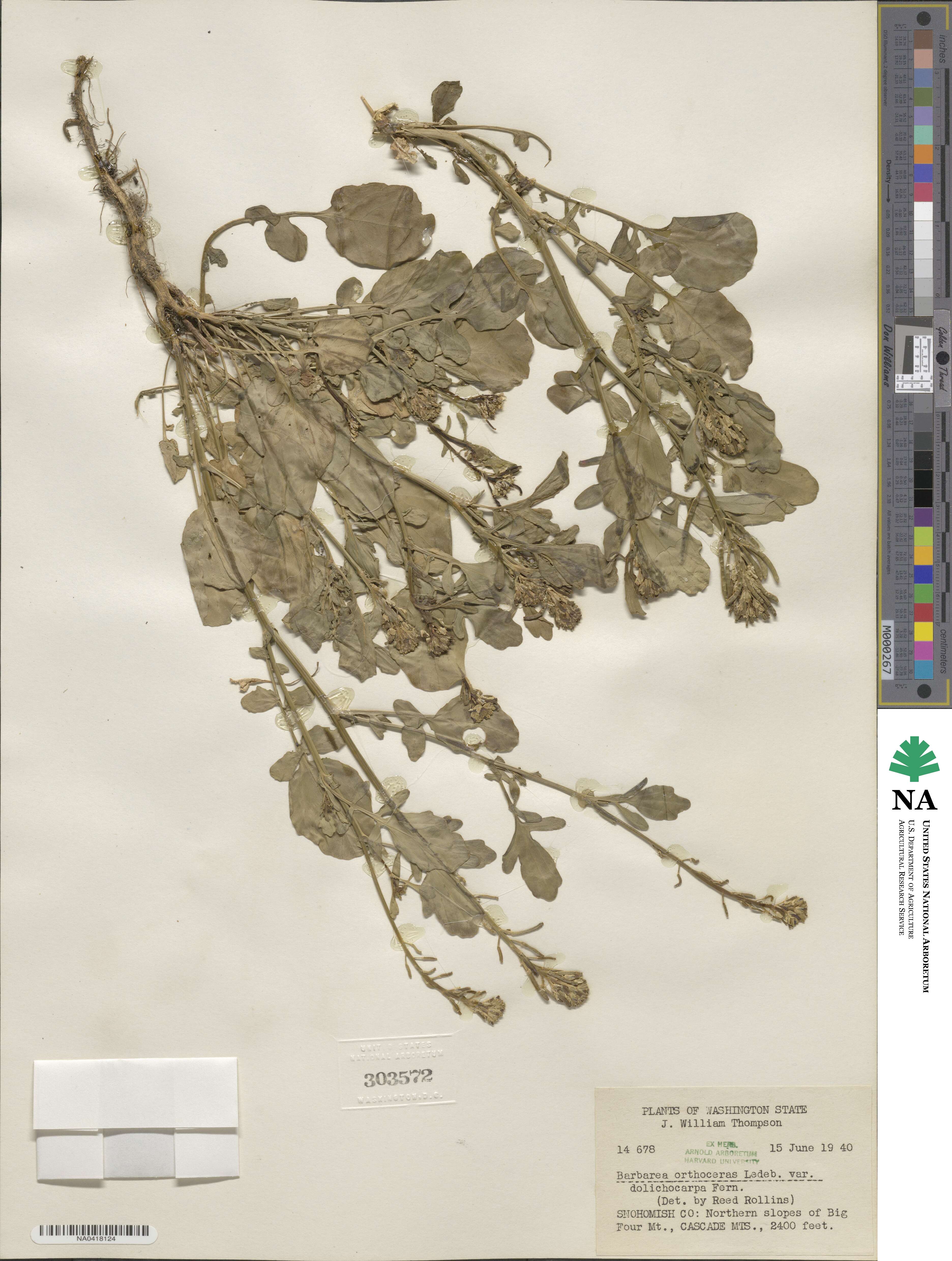 Barbarea orthoceras subsp. dolichocarpa image